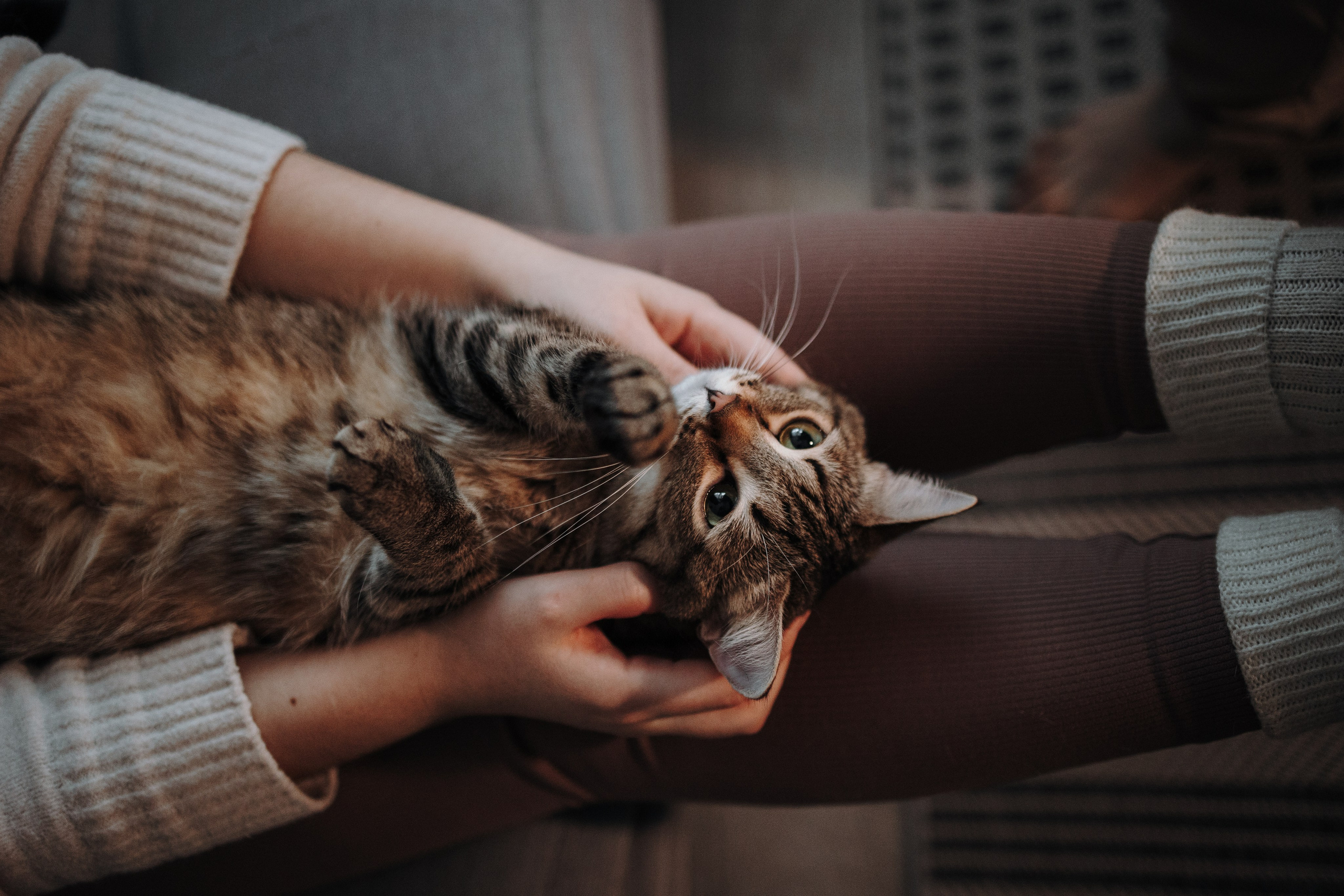 Мася и ее семья. Фотограф — Анималист | Санкт-Петербург