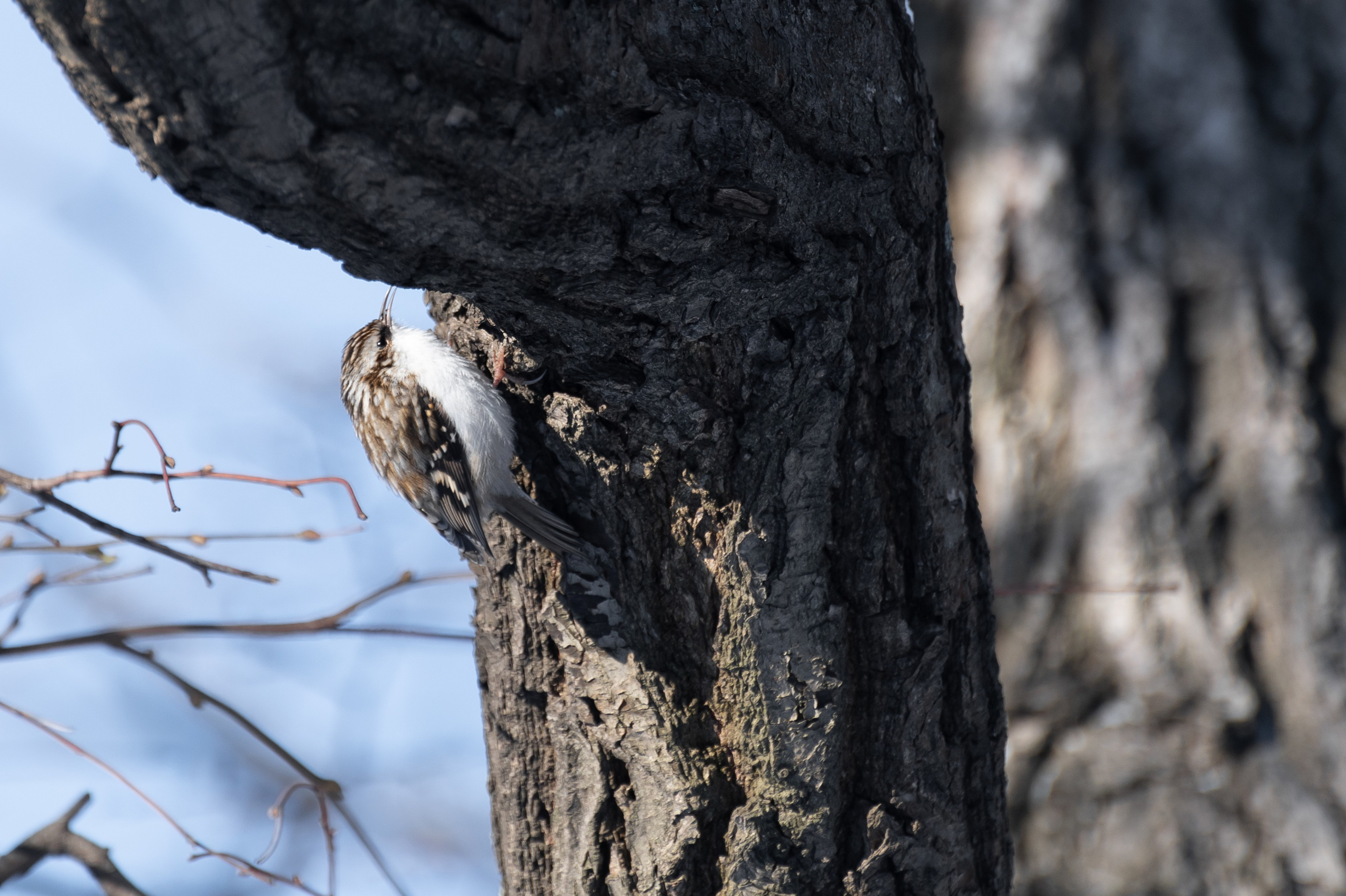 20240120 Воробьёвы горы. Дмитрий Ремизов. Фотография, как хобби
