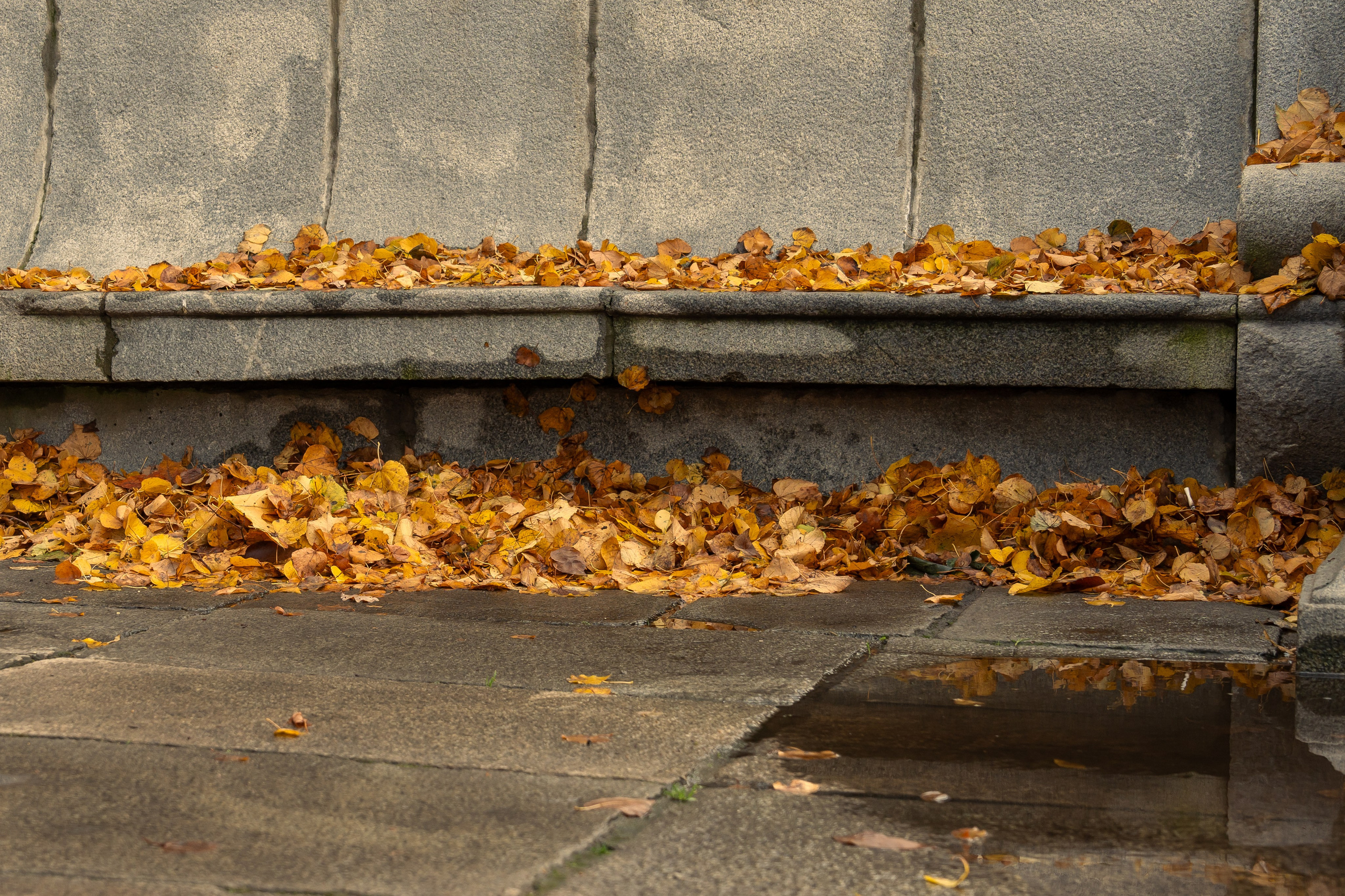 20251011 Нескучный сад. Дмитрий Ремизов. Фотография, как хобби