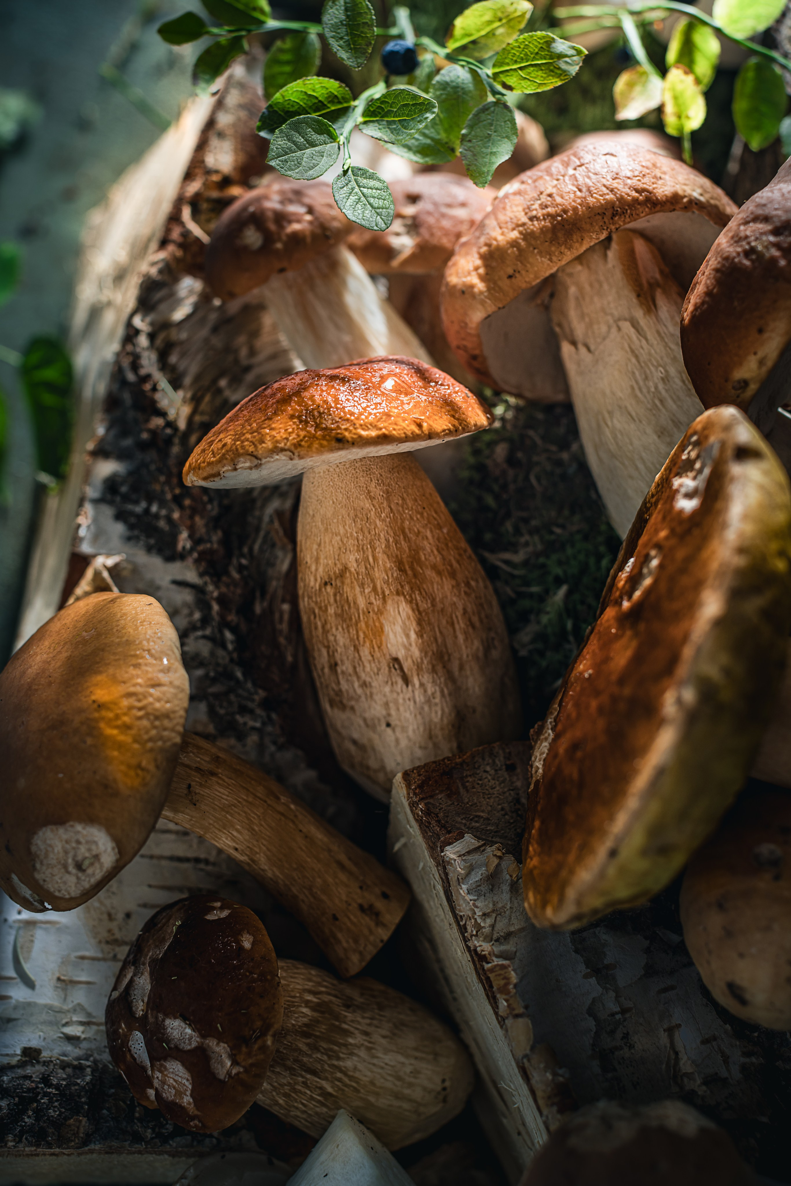 Mushrooms stories «Поляна белых». Foodie Stories (гастрономические истории) рекламная фуд-фотосъёмка, Москва