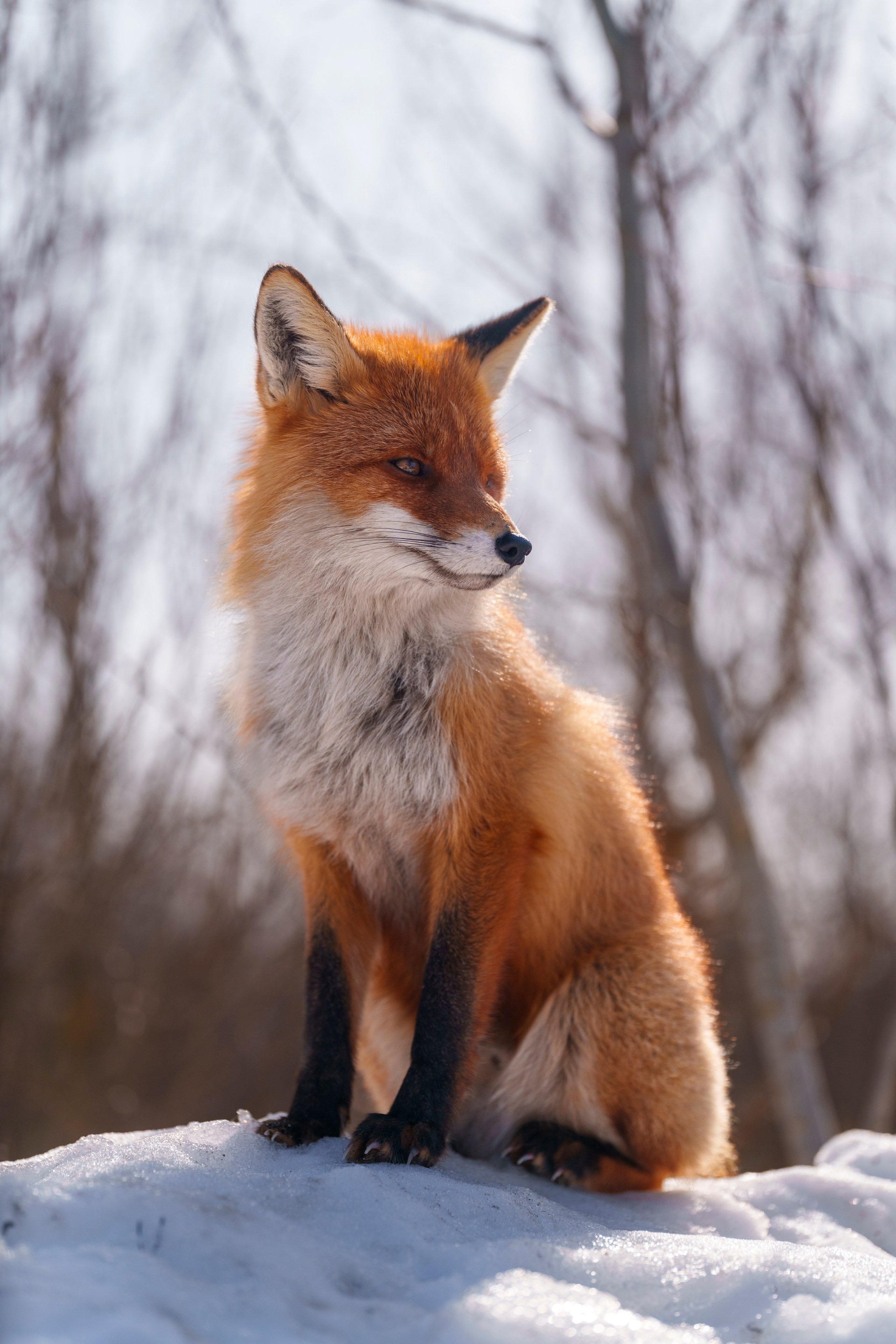 Animals — Животные