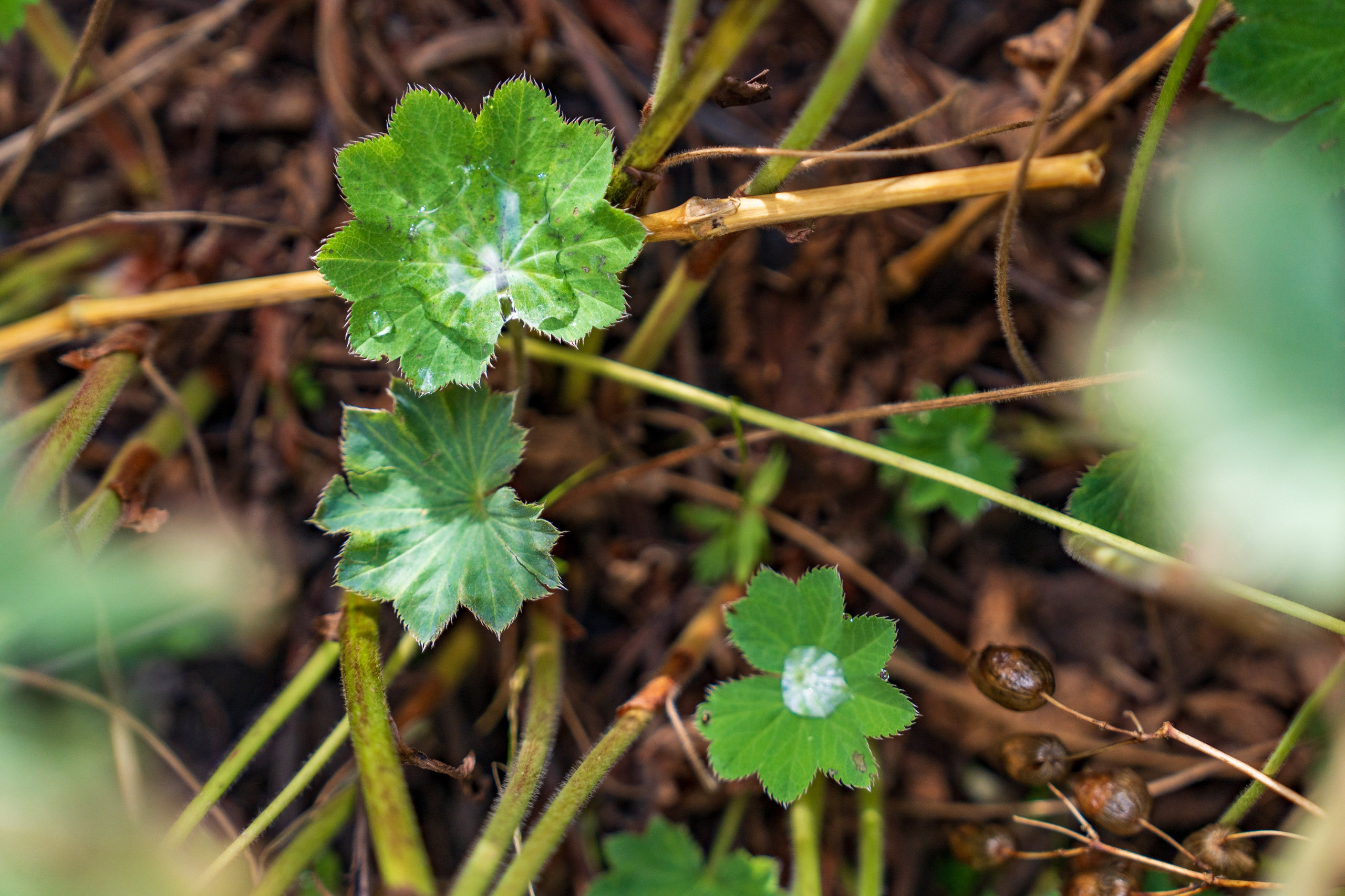 Поход для профсоюза курорта «Газпром Поляна» на Бзерпинский карниз. Репортажный фотограф в Красной Поляне и Сочи Павлюченко Екатерина