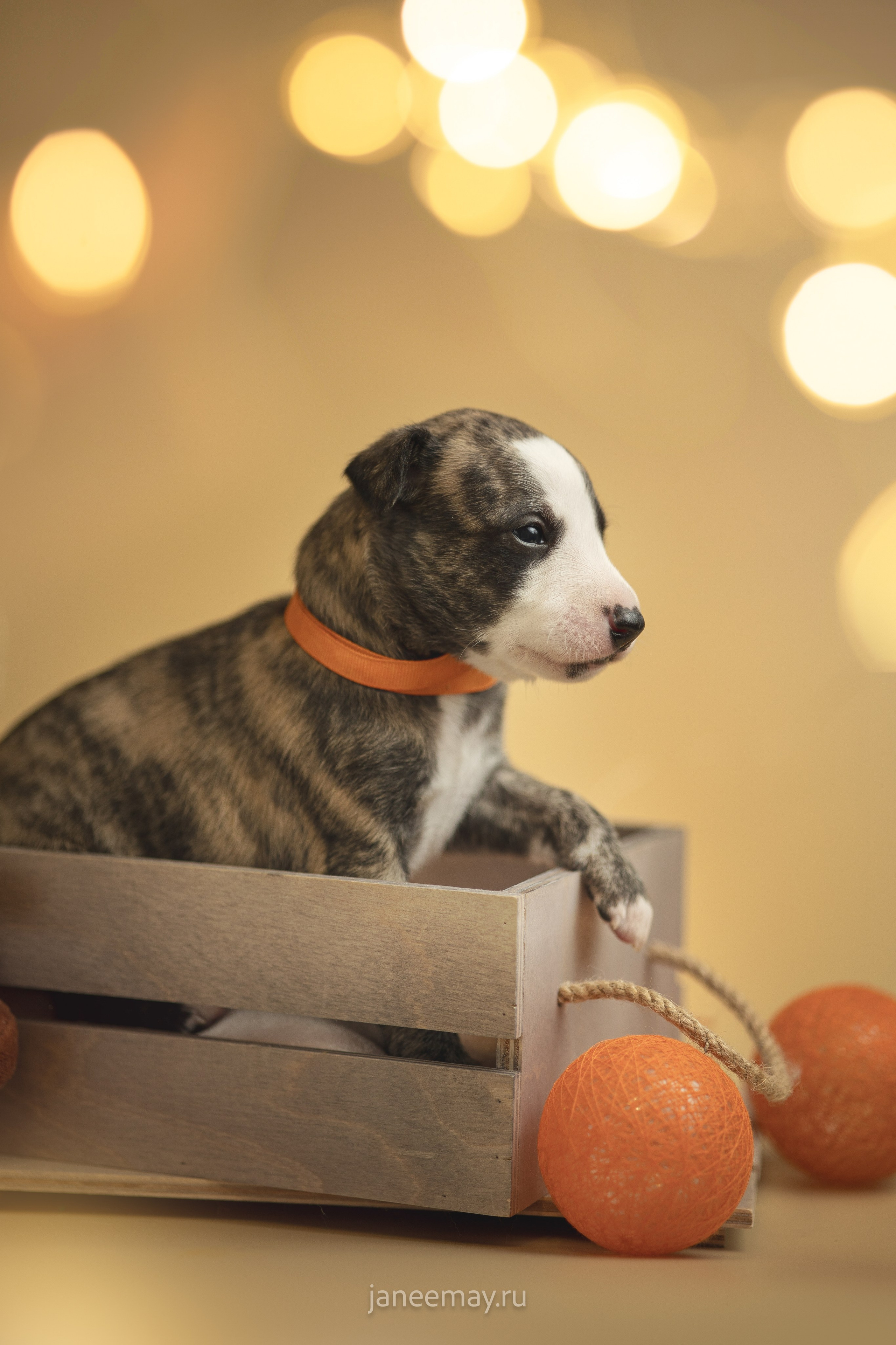 Малыши уиппеты Великбековых. Фотограф анималист в Москве Майорова Евгения