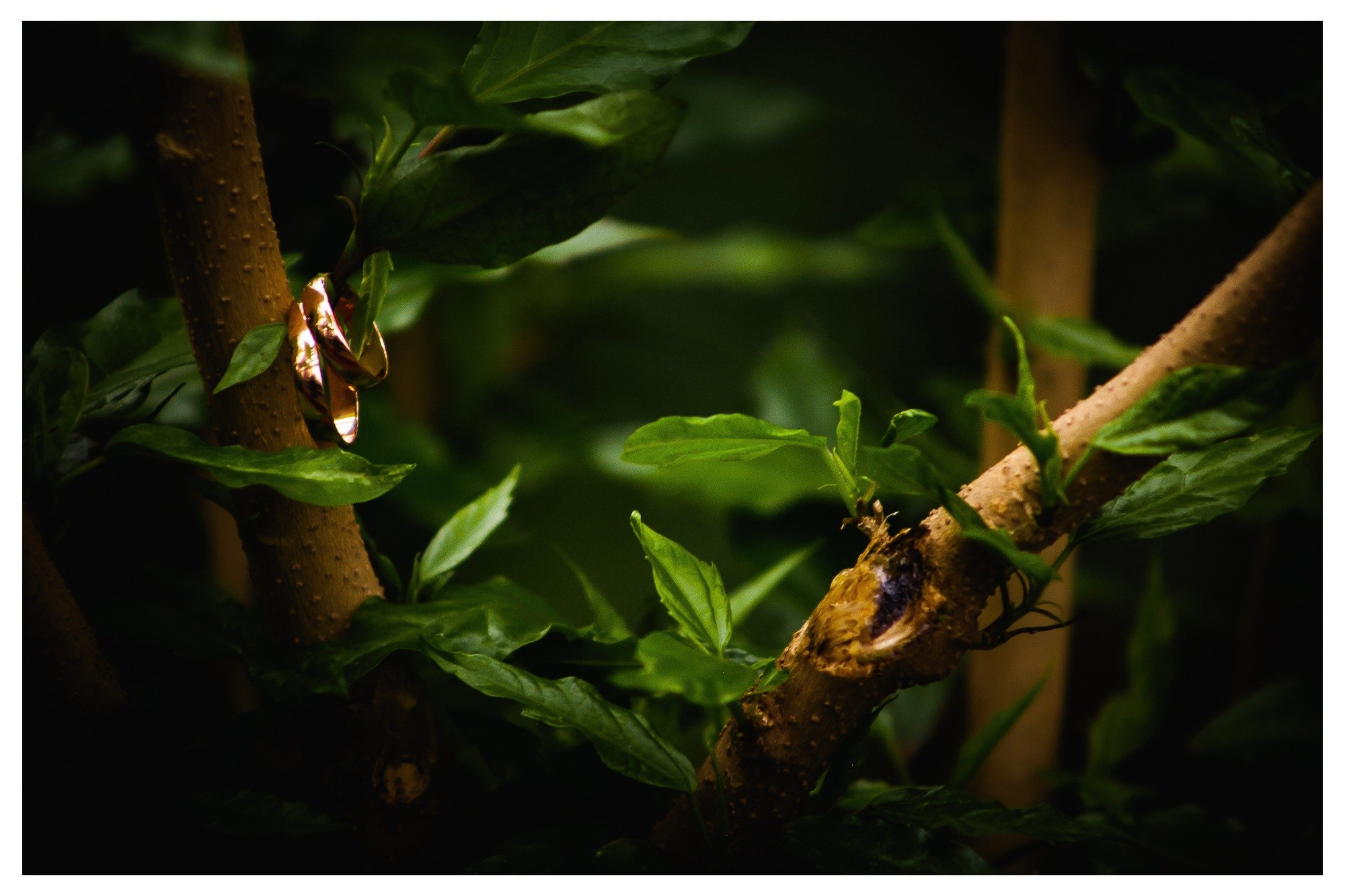 Свадьба Антона и Оли. Фотограф Георгий Сапожников