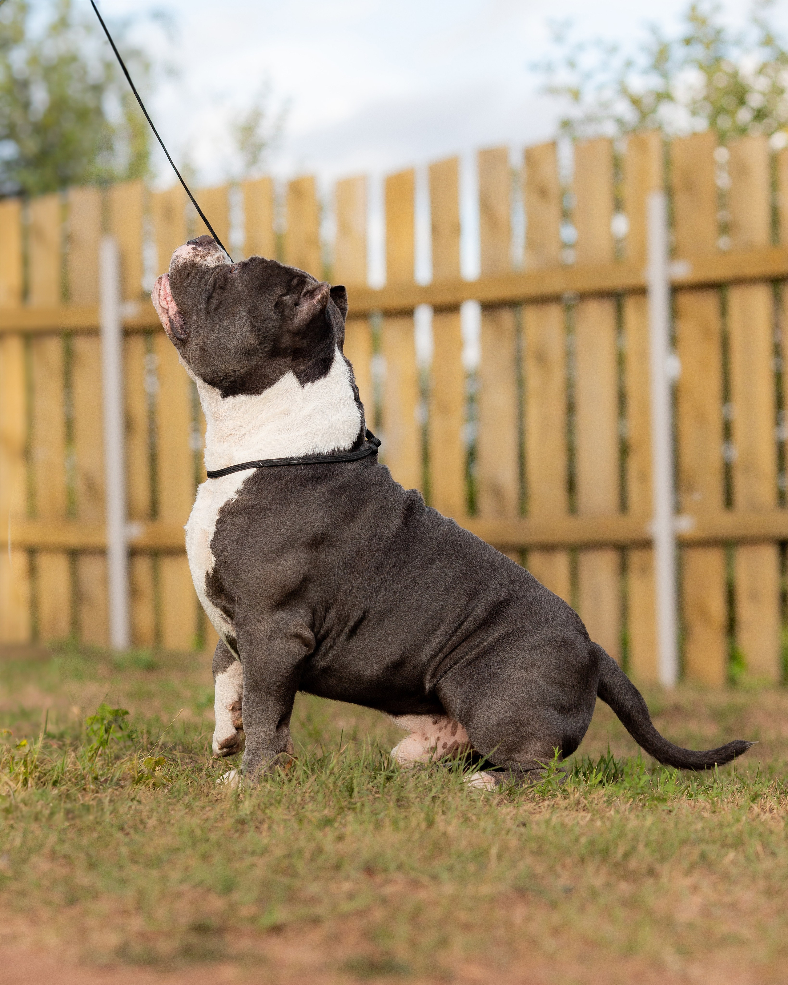 Наталья и булли. Фотограф Анималист в Перми Анастасия Остерман