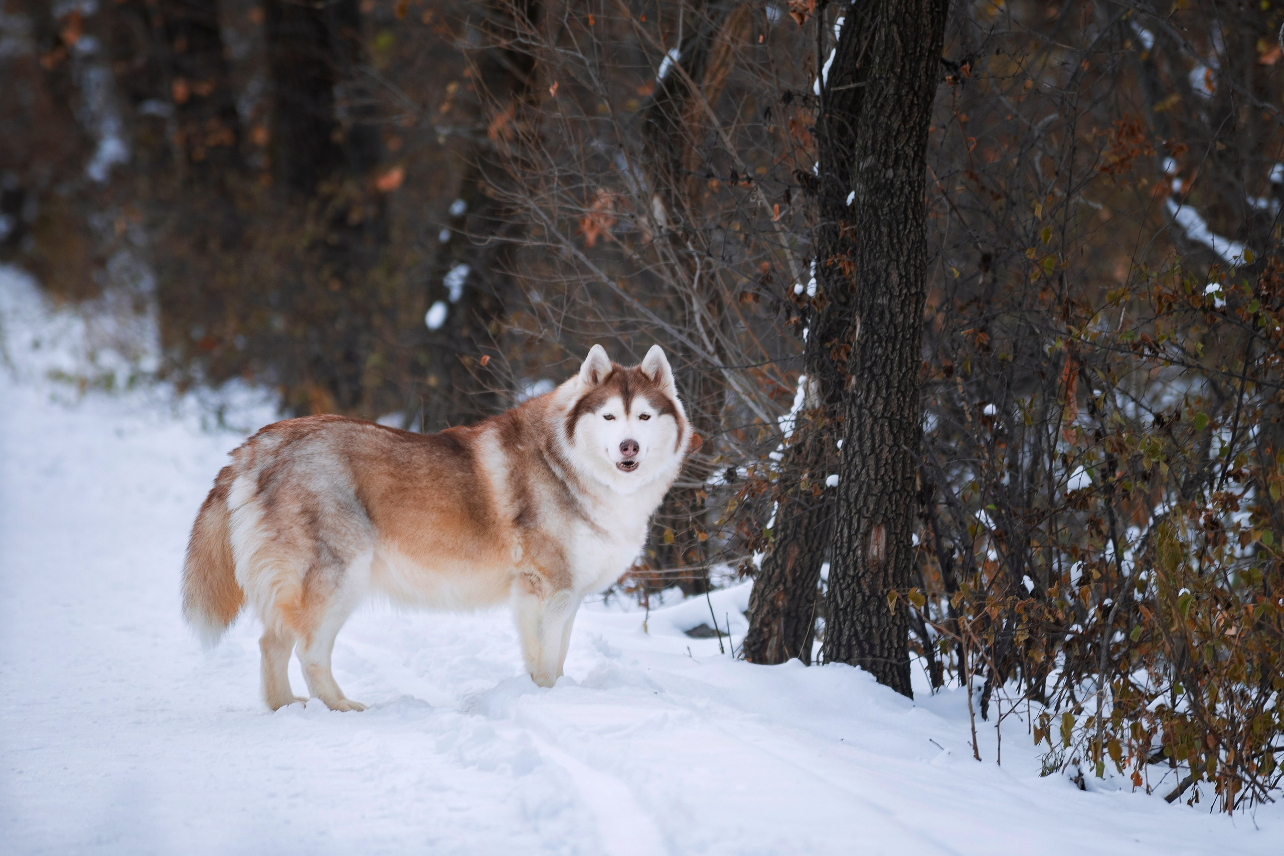 Собаки на улице. Slavilada-Лапки. Свет. Любовь… Профессиональная фотосессия питомцев Для памяти, пристройства и продажи. Хабаровск