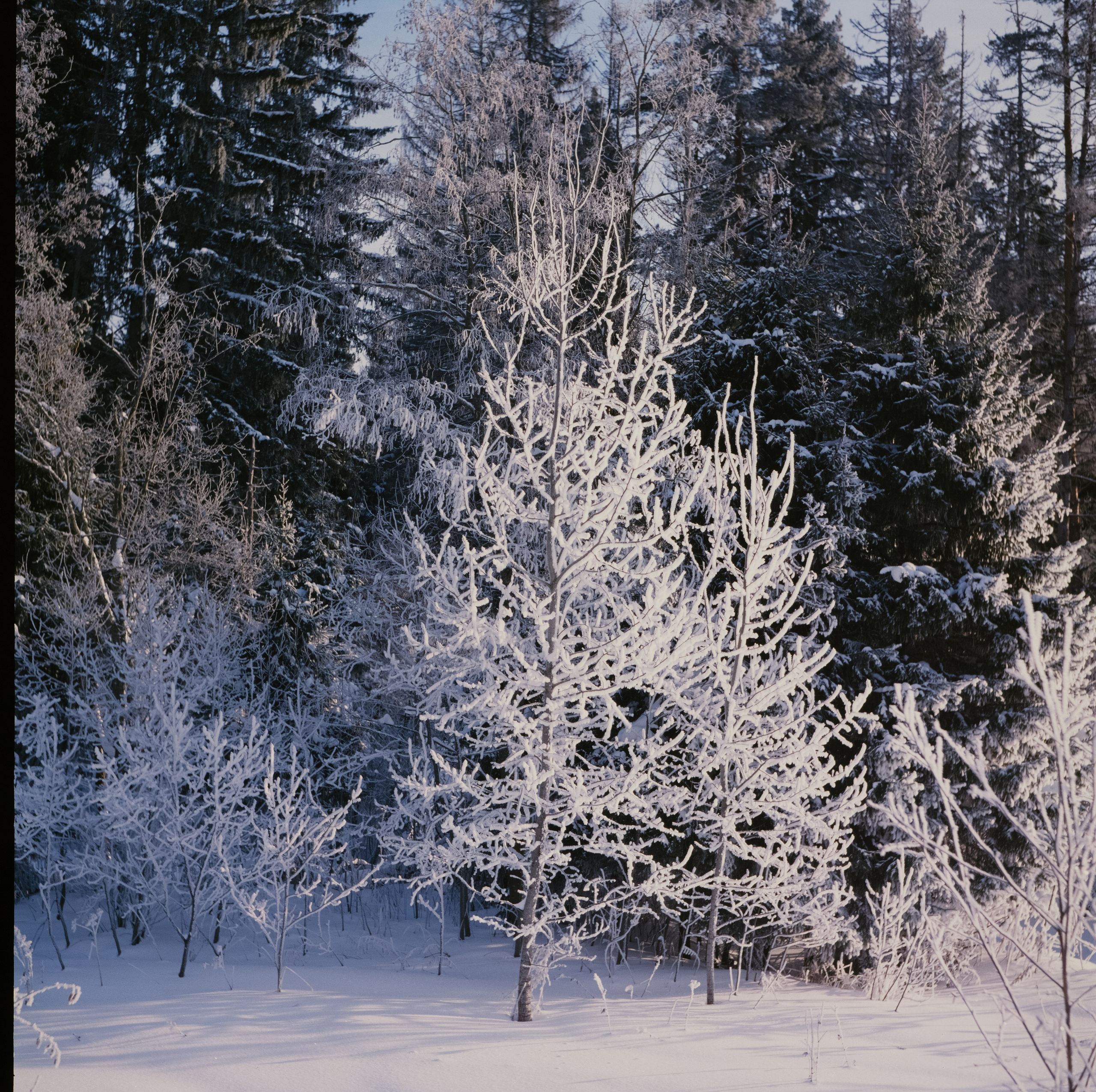 Koniflex — Fujichrome ASTIA 100 (at ISO 50) — Лукино, морозное утро
