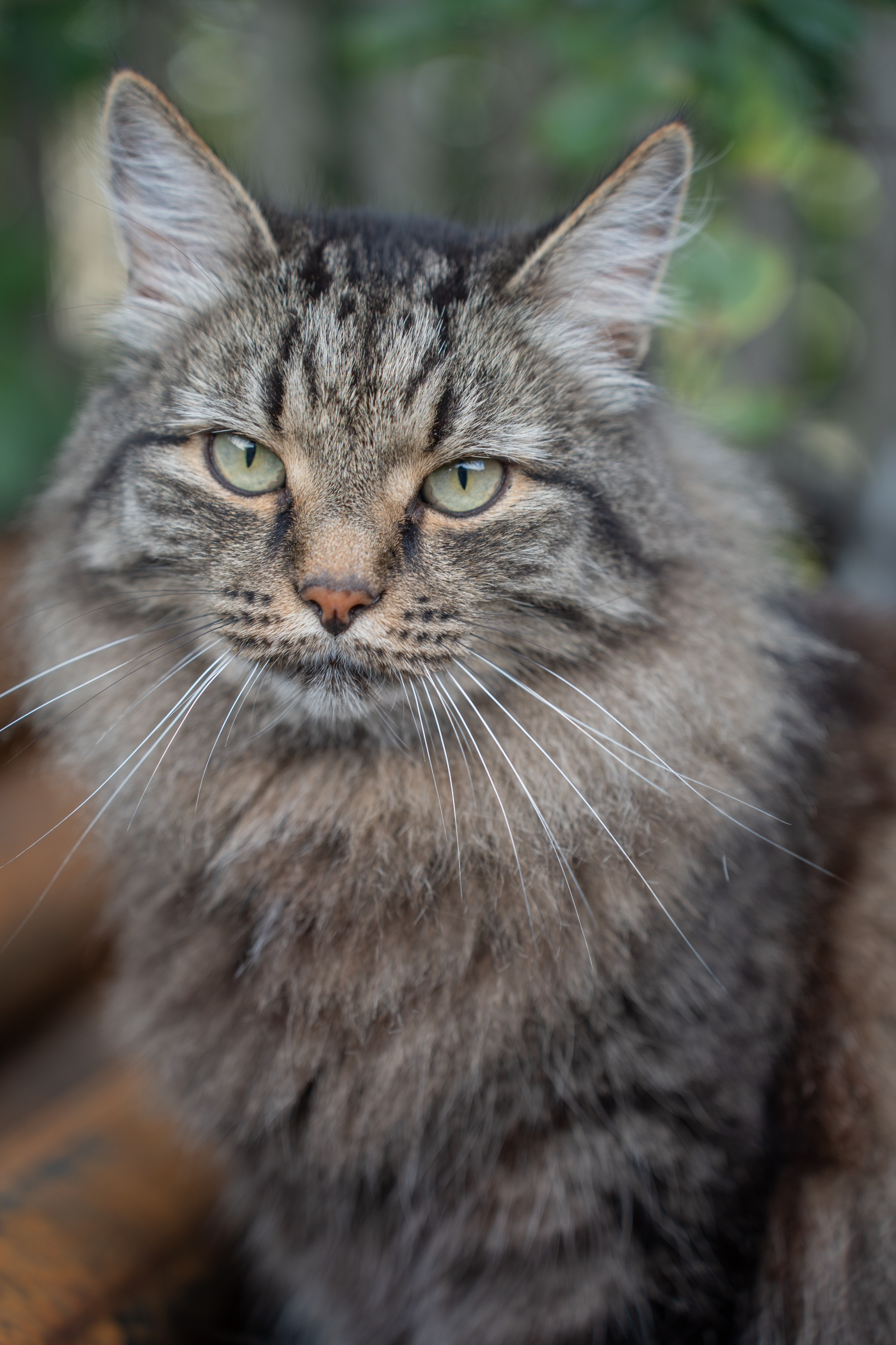 Анимализм. Портретный фотограф Олеся Владимирова в Москве
