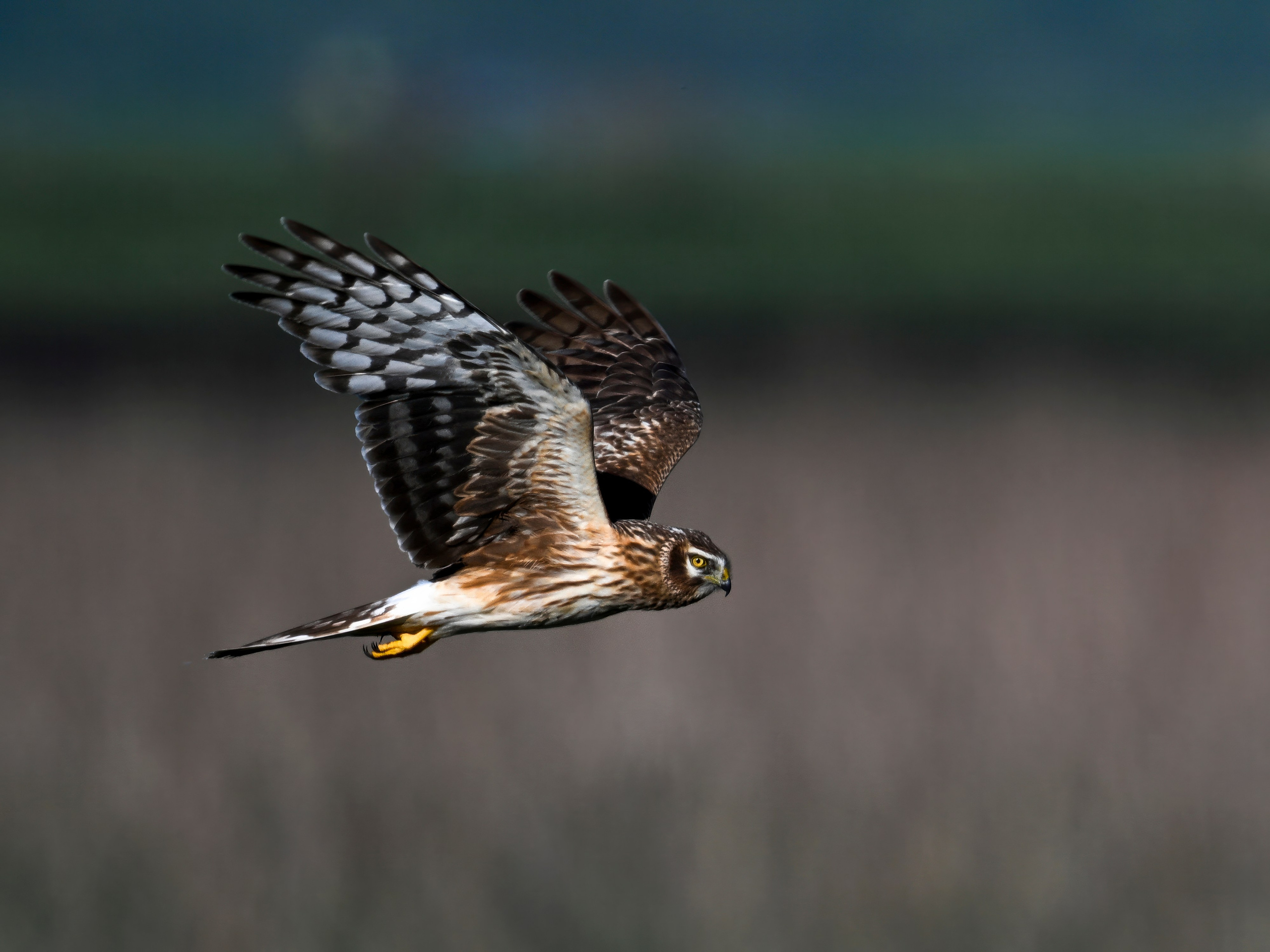 Драки лысух и лунь. Wildlife photography by Sergey Puponin