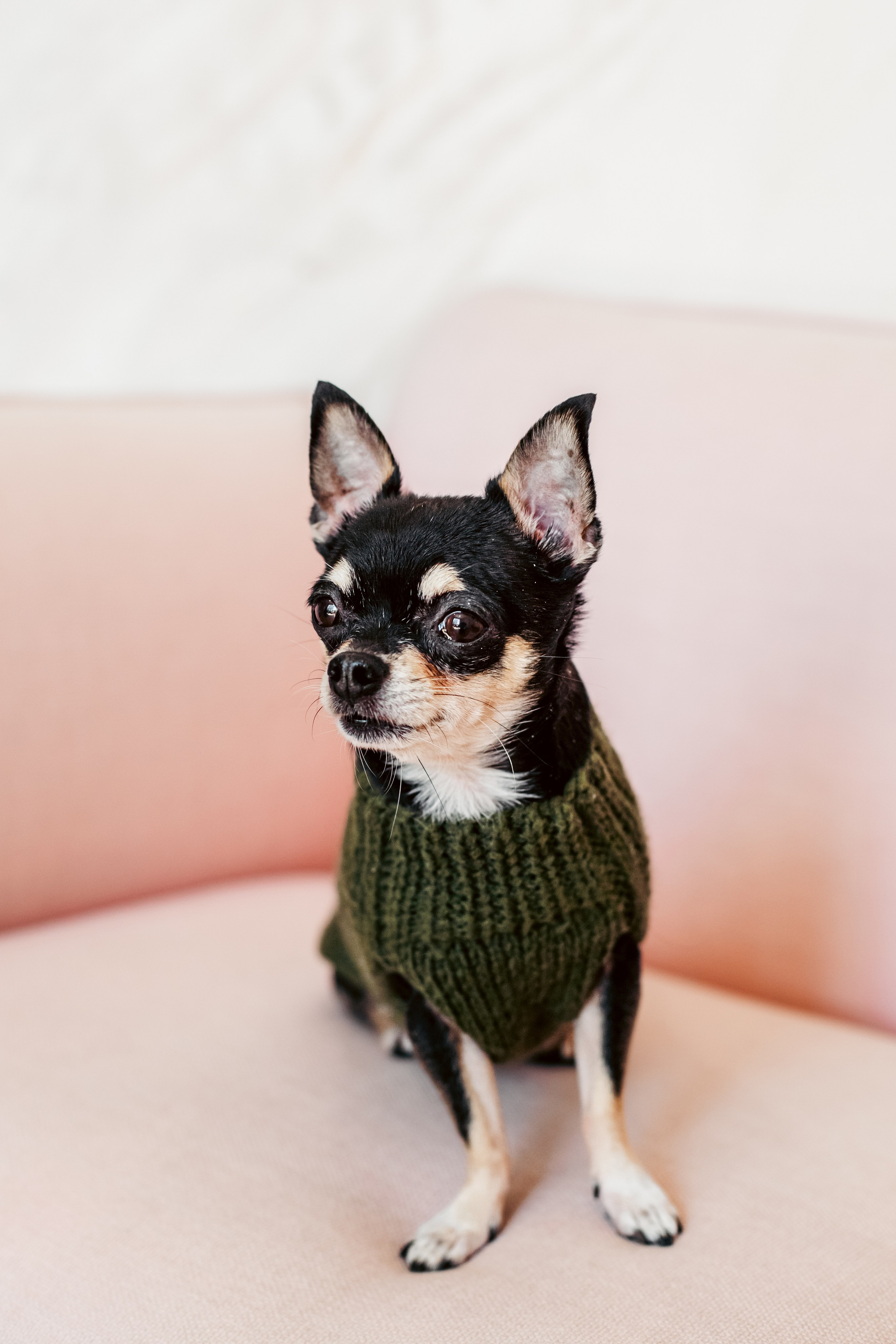 Семейная фотосессия. Фотограф-анималист Татьяна Степанова