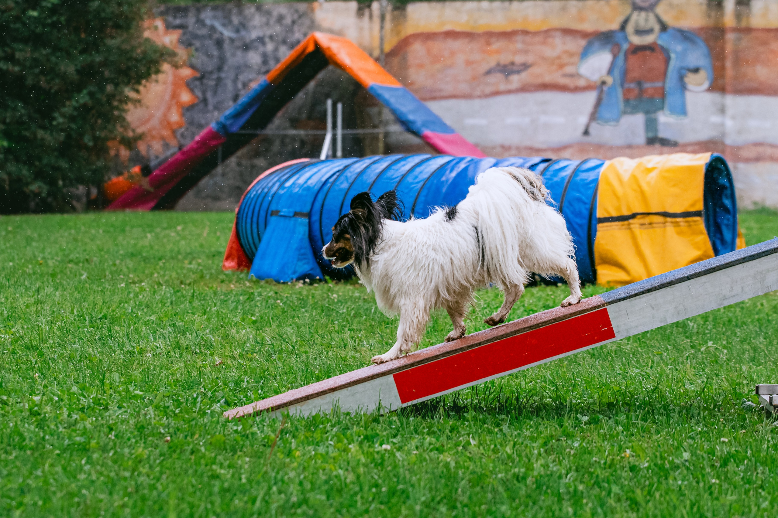 Соревнования по аджилити Долгопрудный 30.06.2025. Фотограф-анималист Татьяна Степанова