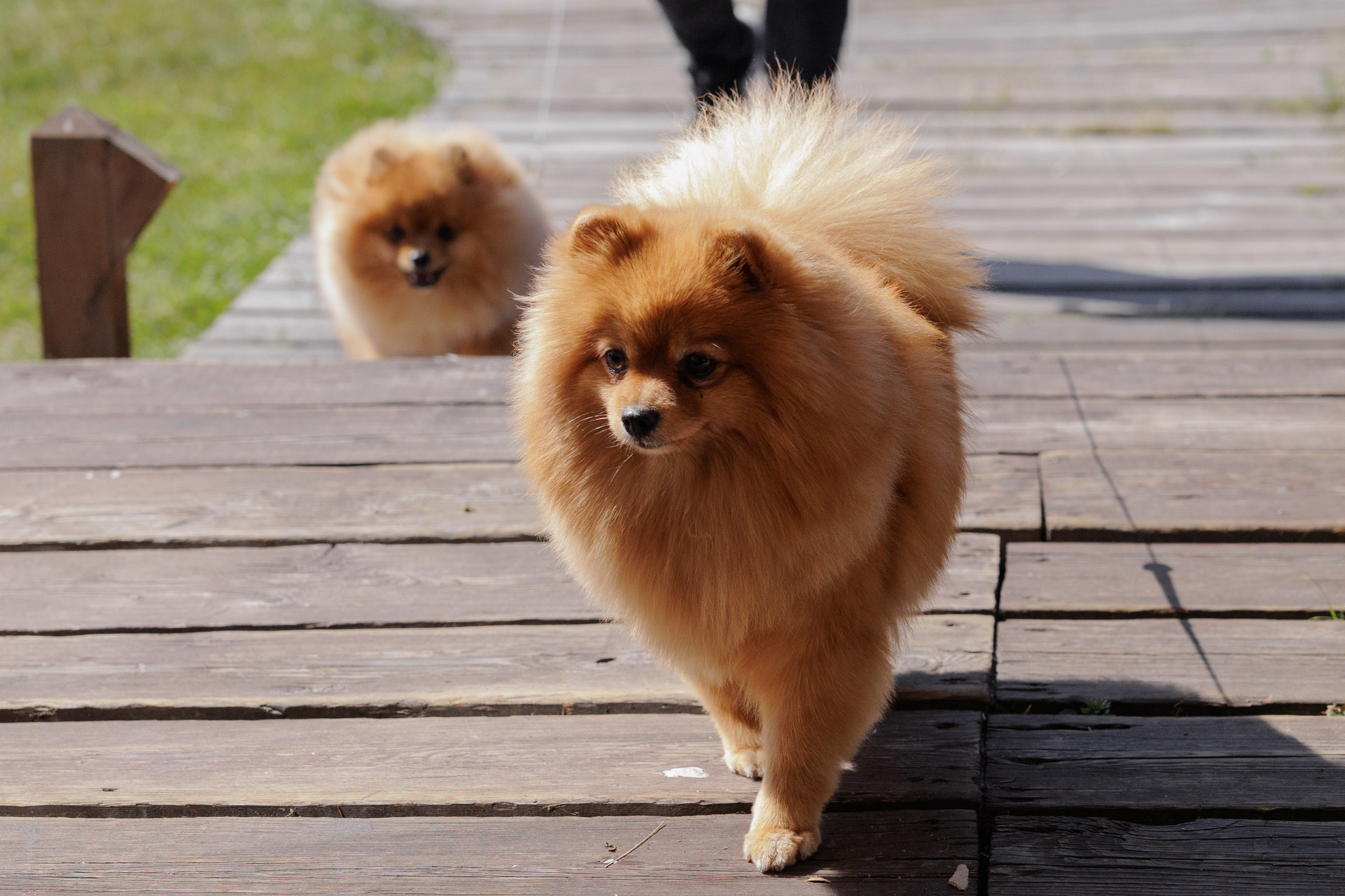 Дмитрий и Алёна. Свадебный фотограф