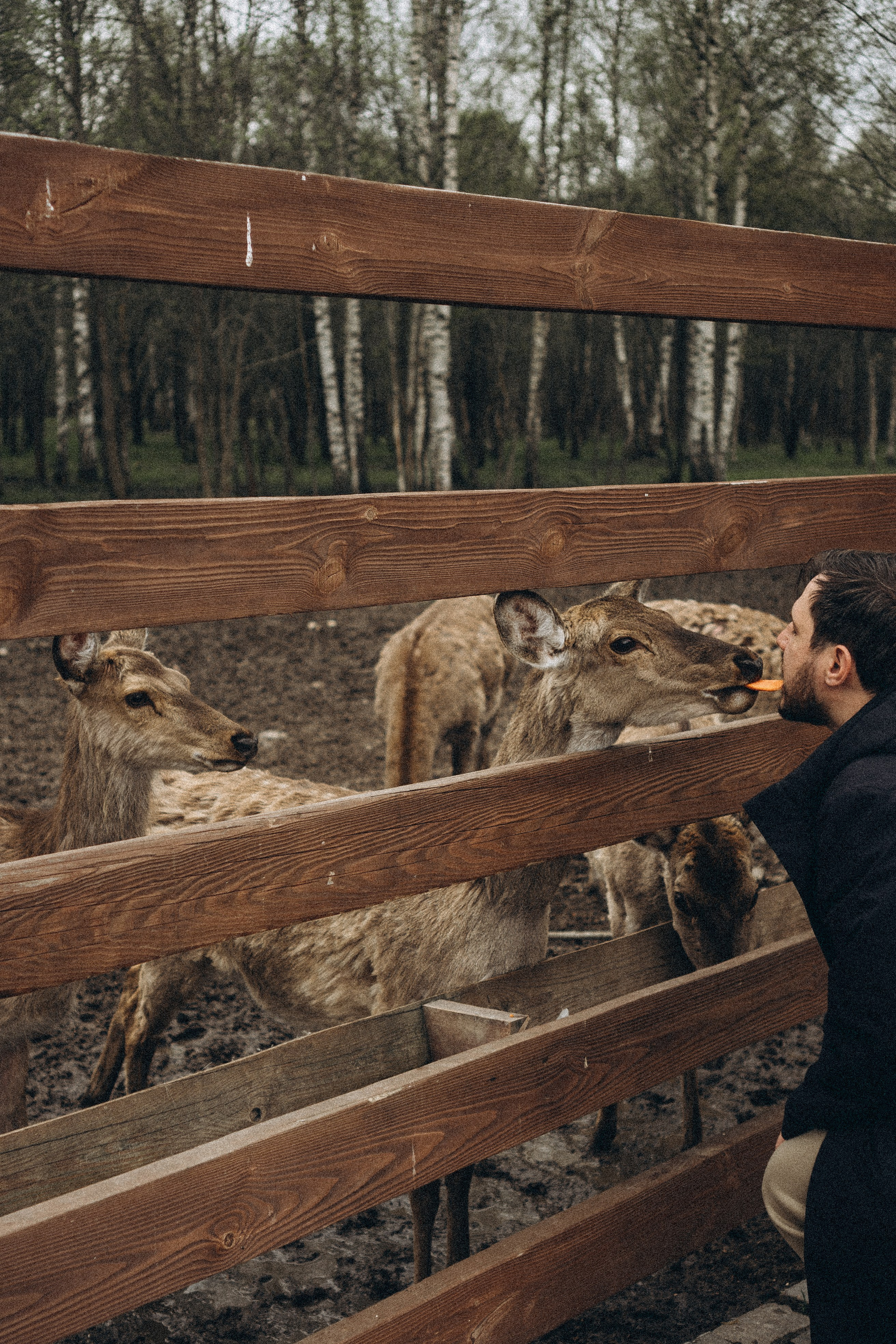 ОЛЕНЬЯ ФЕРМА В ТВЕРИ. Профессиональный фотограф, Санкт-Петербург — Виктория Богомолова