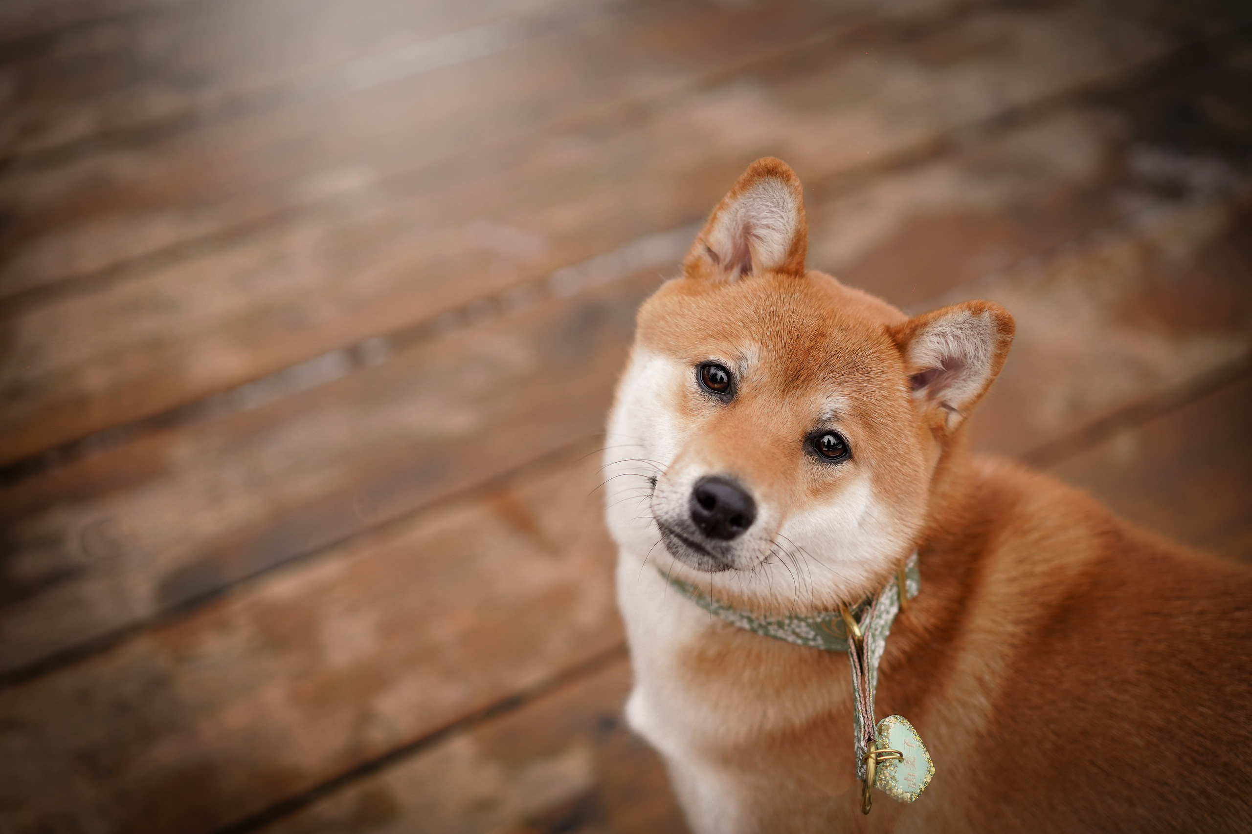 Алина и Юми. Фотограф-анималист в Санкт-Петербурге Яна Мартынова