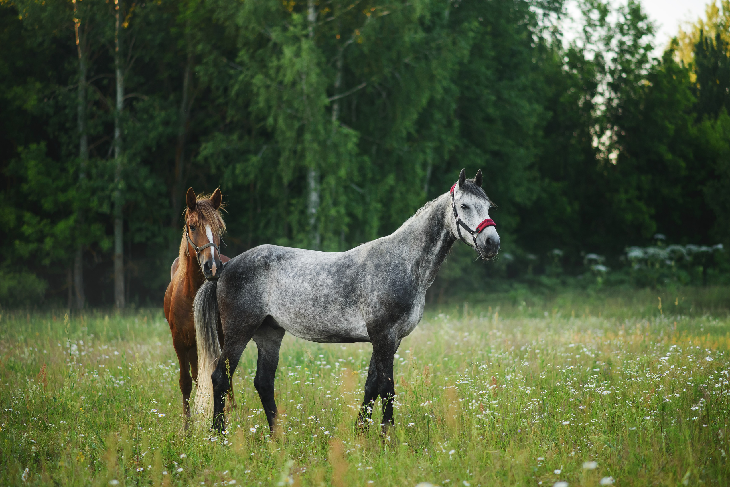 Дакар и Рамина — 29.06.2024. Фотограф — Анималист | Анна Абрамова