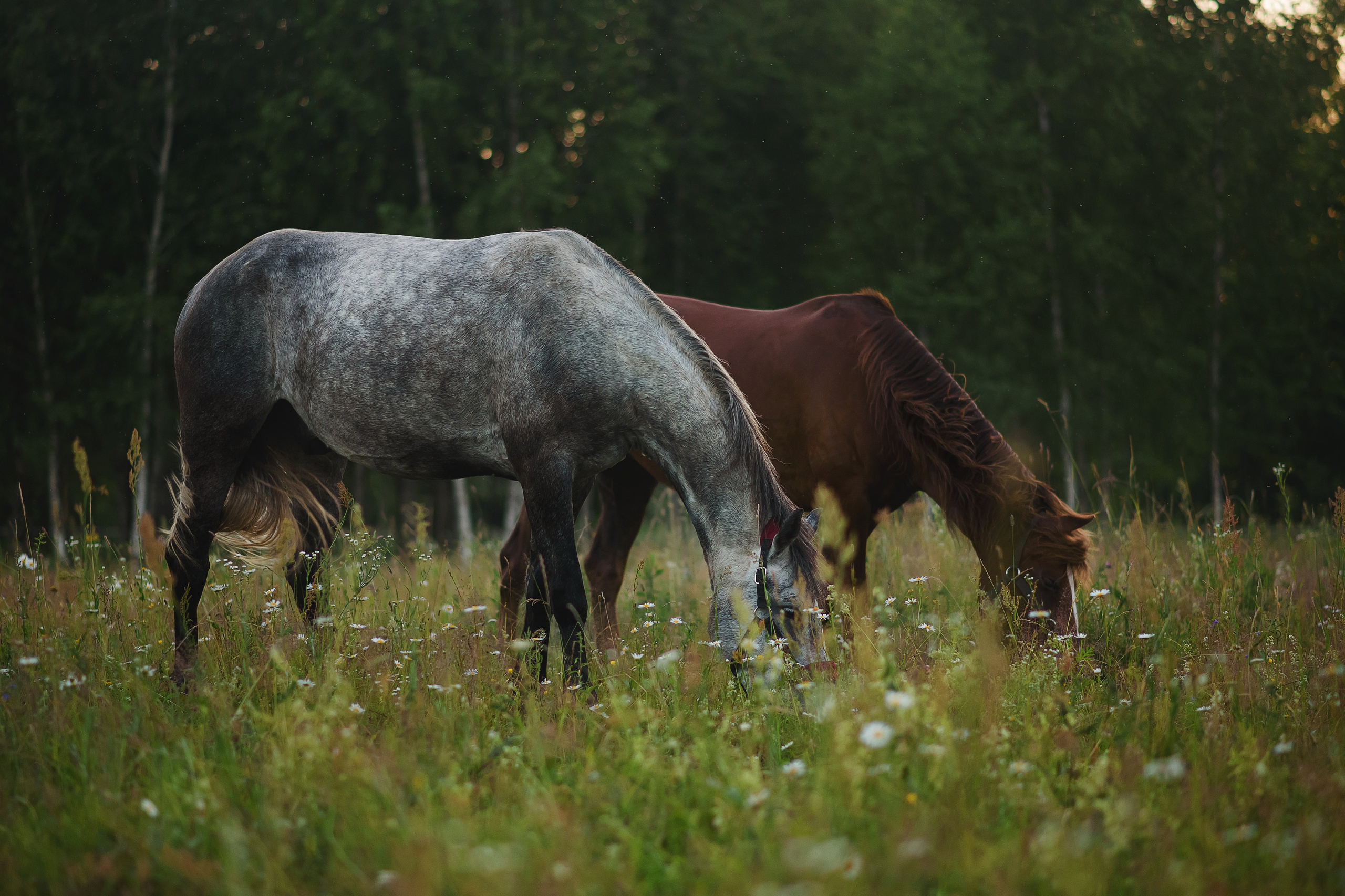Дакар и Рамина — 29.06.2024. Фотограф — Анималист | Анна Абрамова