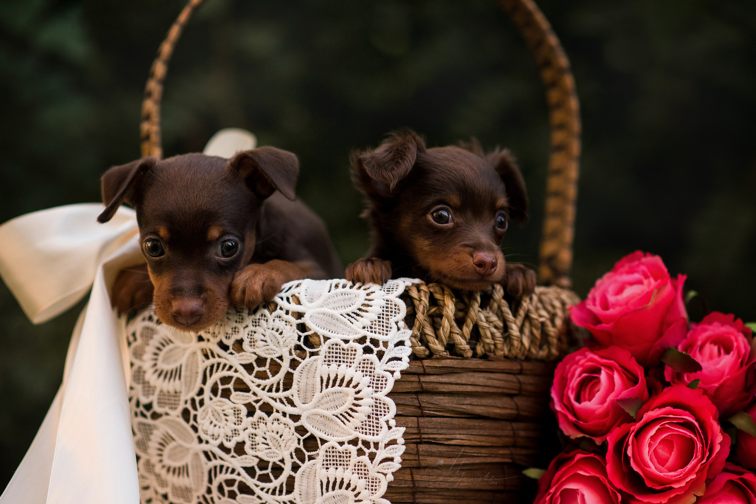 Щенки пражских крысариков — 06.08.2023. Фотограф — Анималист | Анна Абрамова