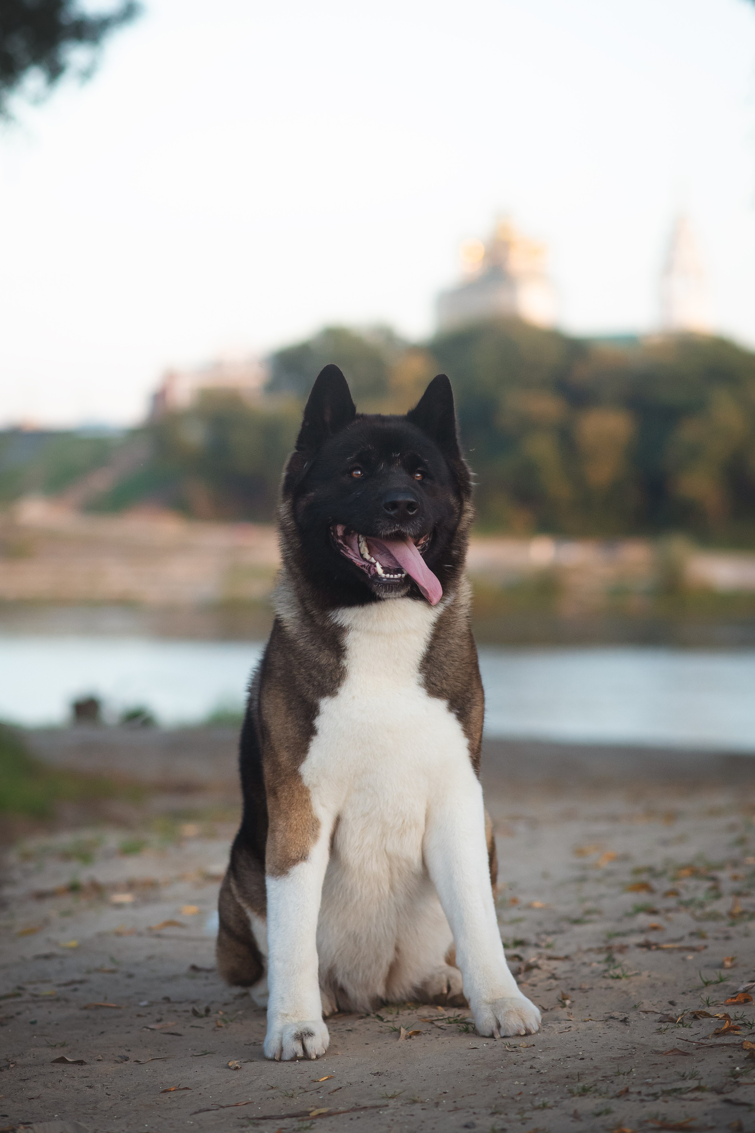 Американская Акита Дива — 16.09.2024. Фотограф — Анималист | Анна Абрамова