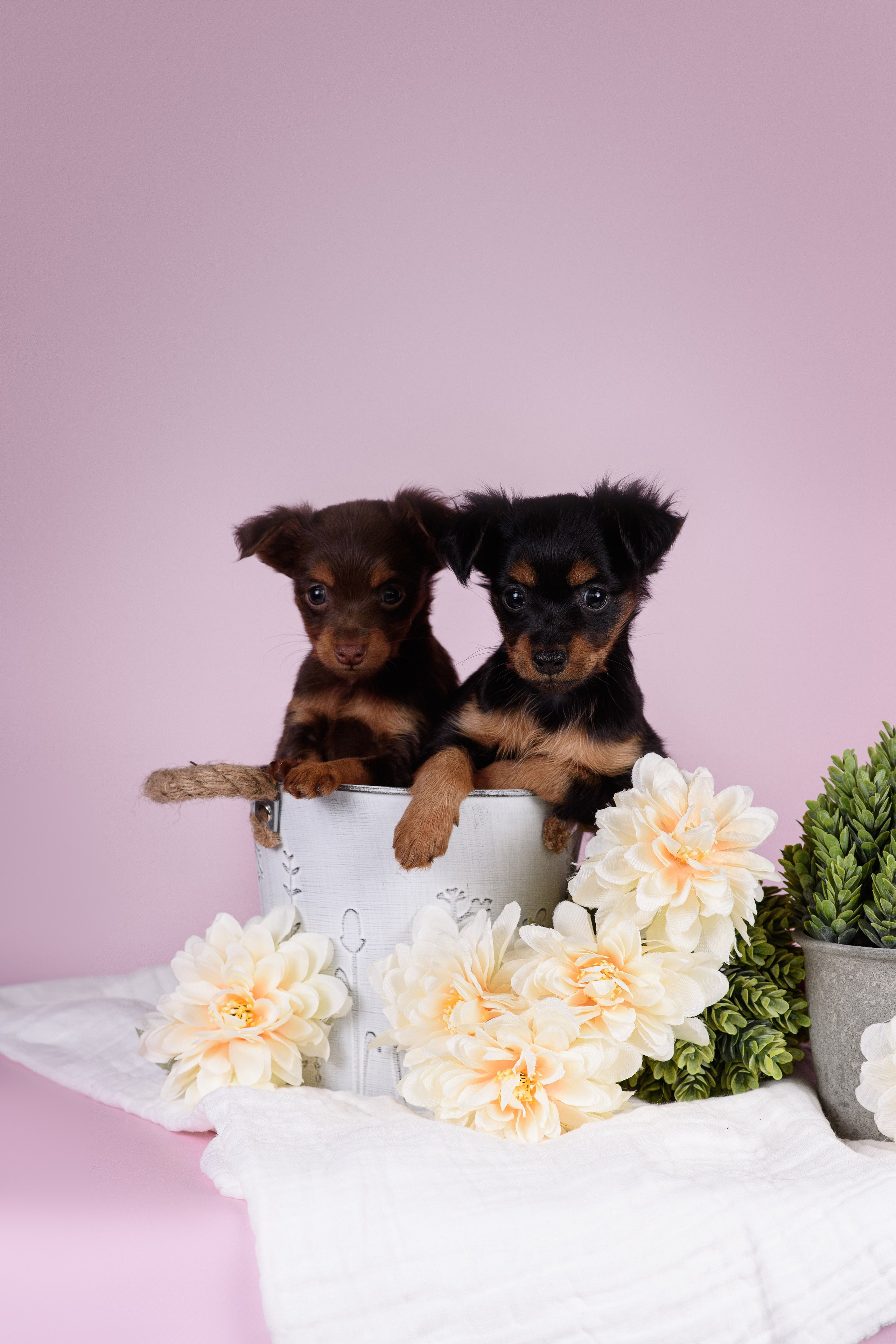 Щенки Пражских крысариков -13.04.2024. Фотограф — Анималист | Анна Абрамова