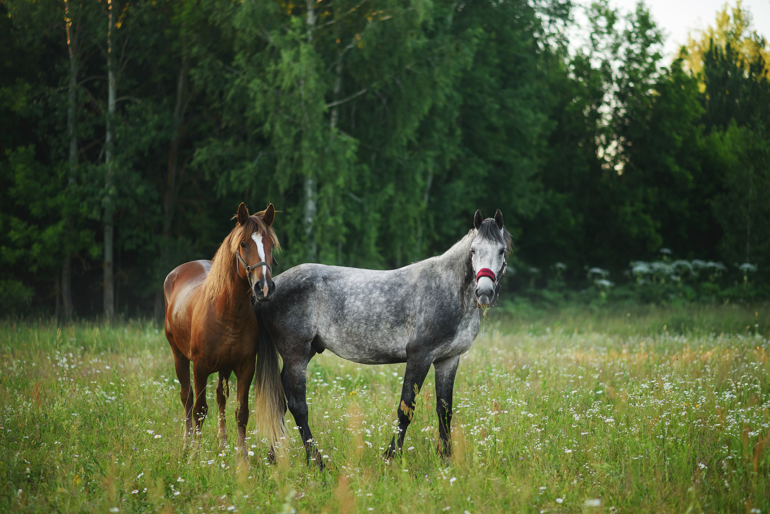 Дакар и Рамина — 29.06.2024. Фотограф — Анималист | Анна Абрамова