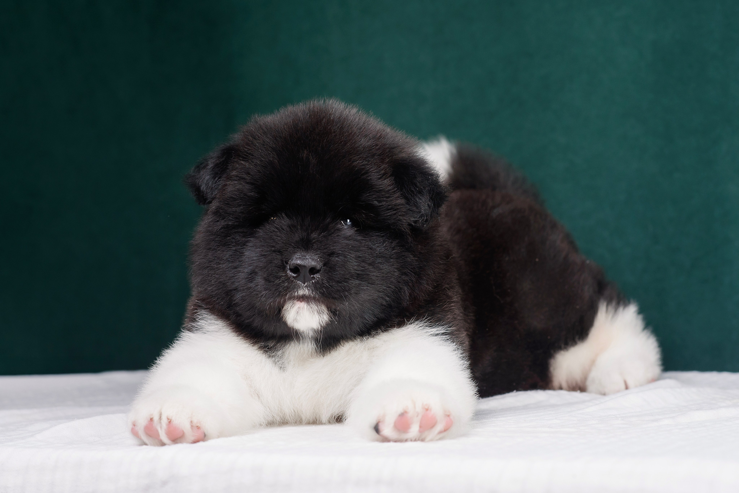 Щенки Американской Акиты. Фотограф — Анималист | Анна Абрамова