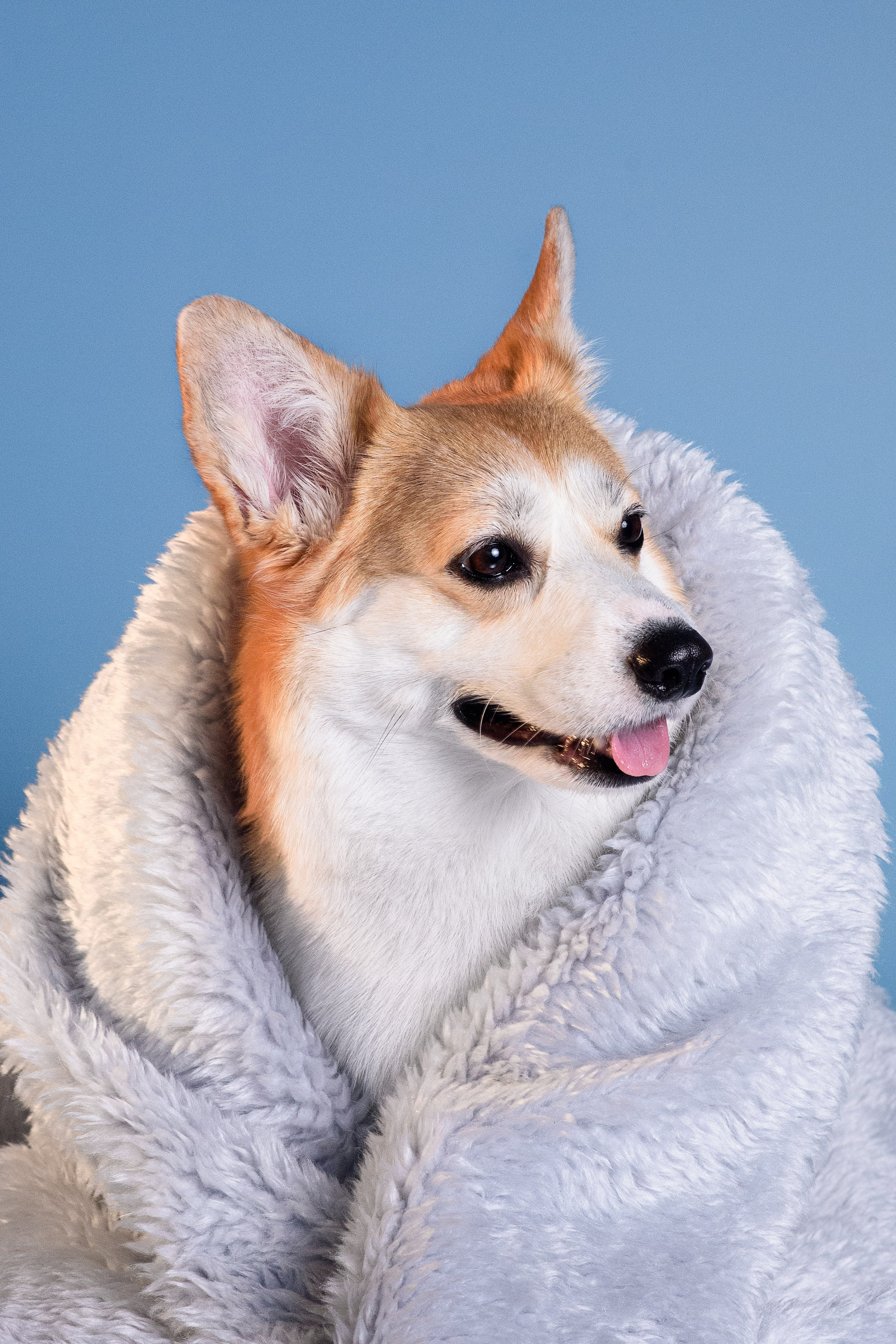 Лея съемка на однотонном фоне — 2024. Фотограф — Анималист | Анна Абрамова