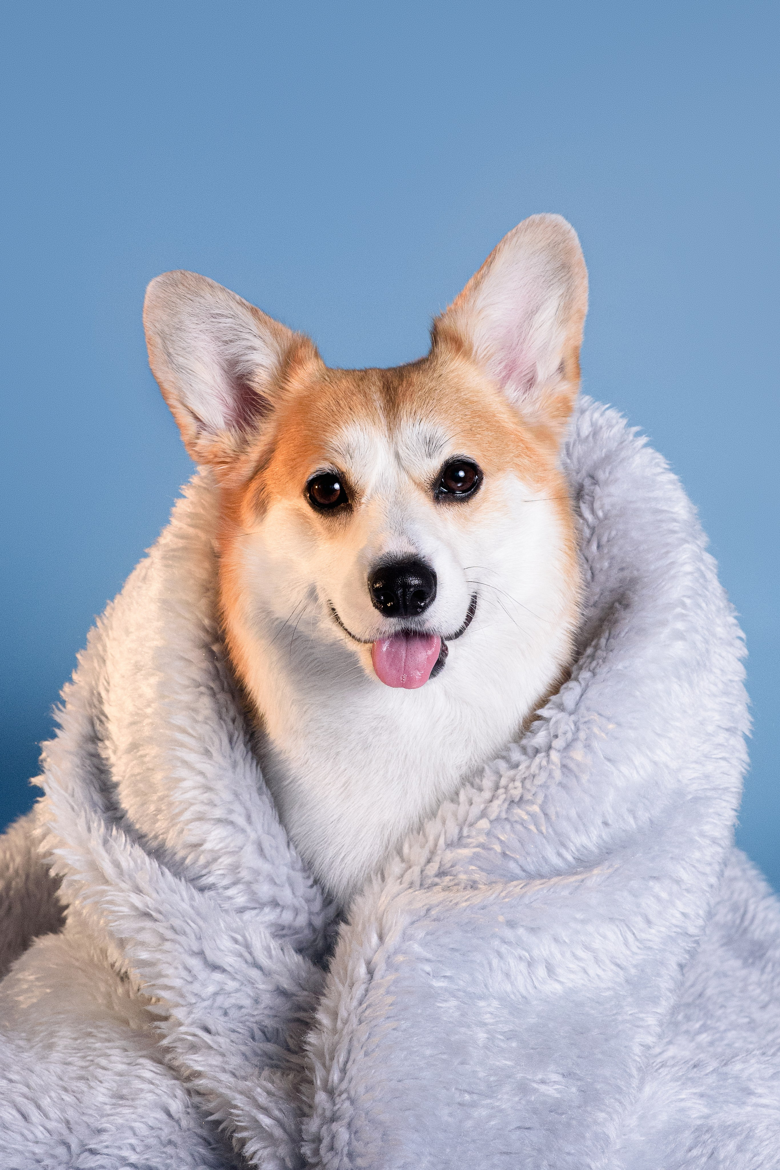 Лея съемка на однотонном фоне — 2024. Фотограф — Анималист | Анна Абрамова