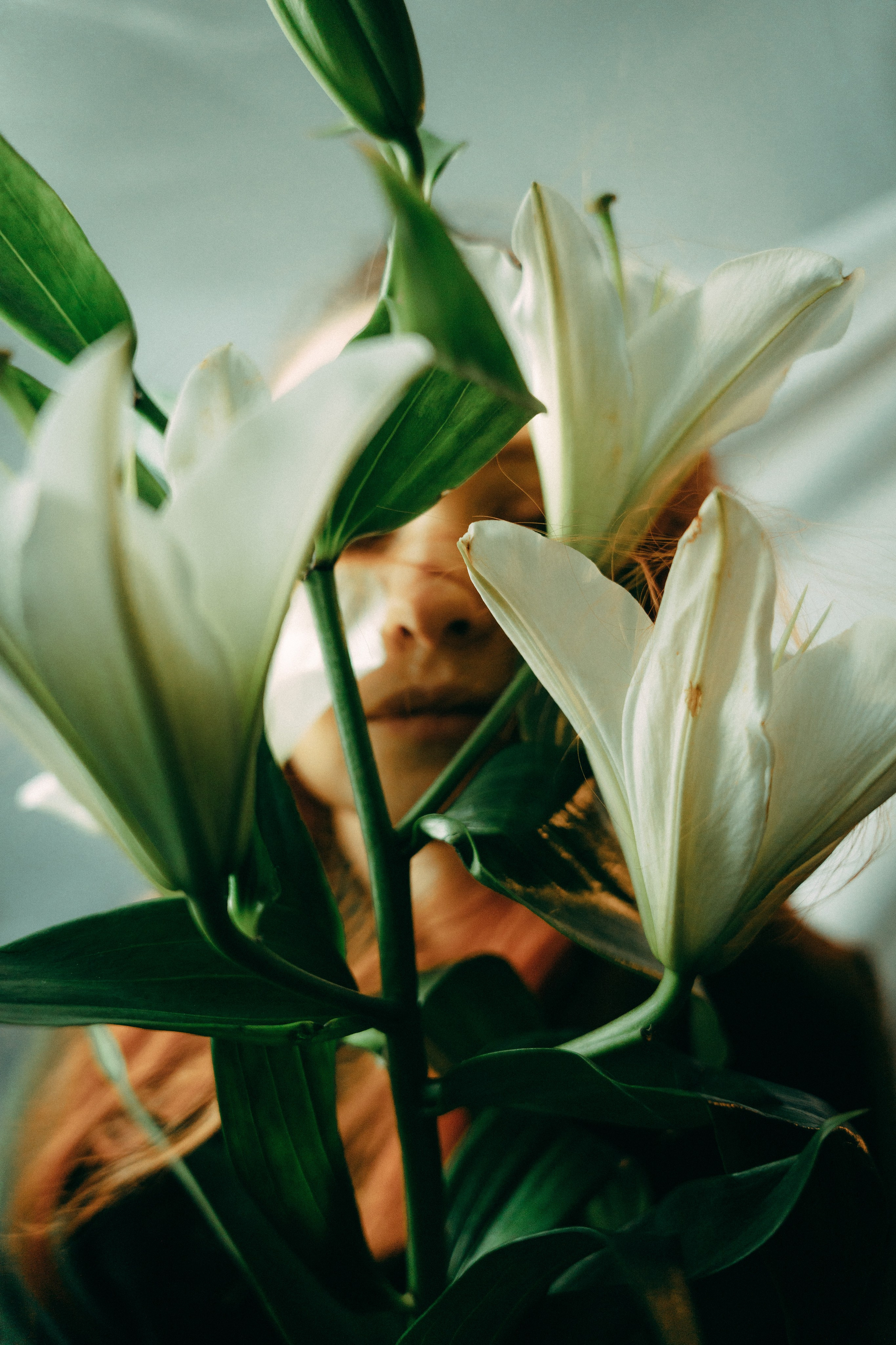 Лилии. Фотограф Москва