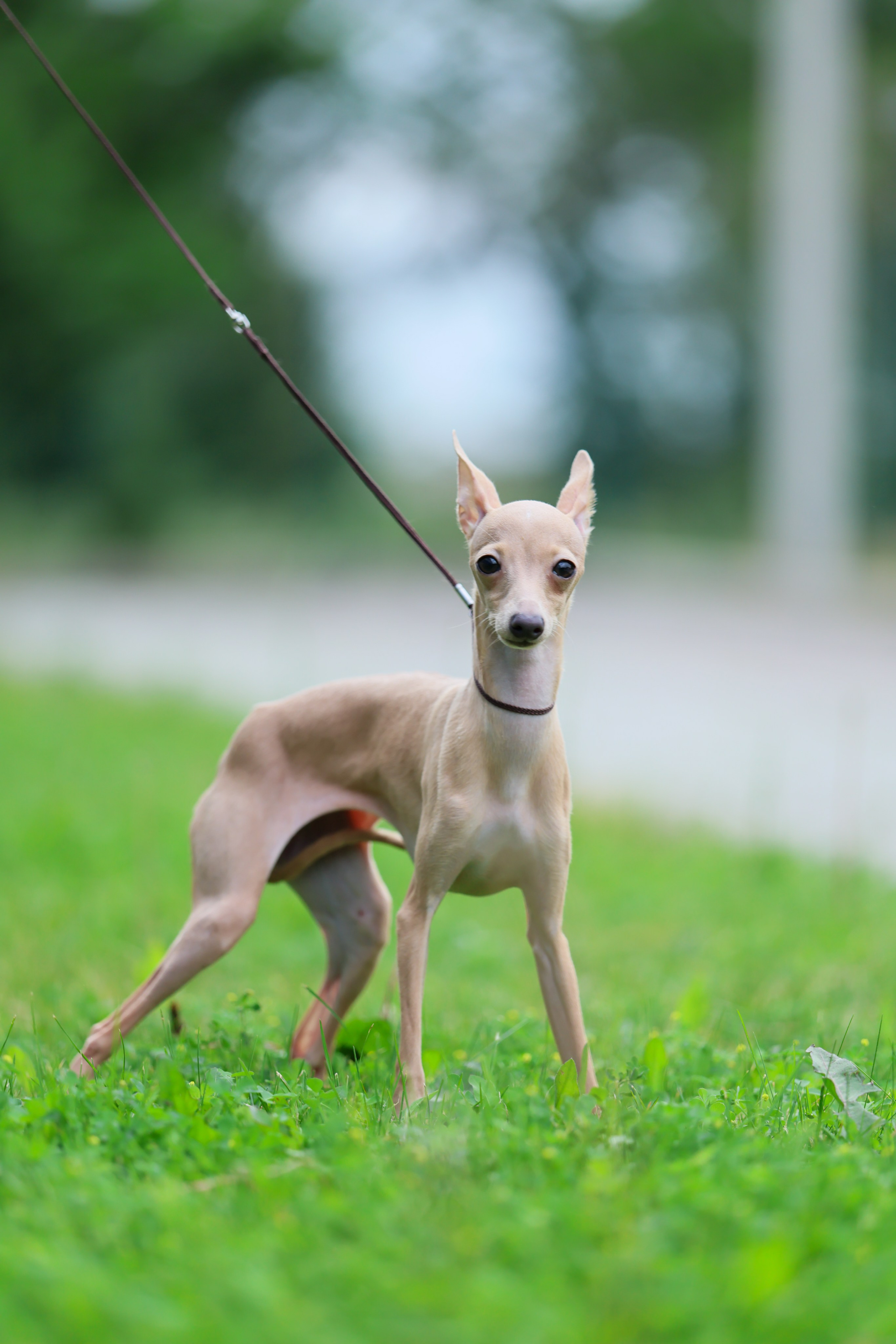 Кремовая Лекси. Professional Italian Greyhound Kennel RKF/FCI ASTI SAPPHIRE 💎 Sochi|St. Petersburg