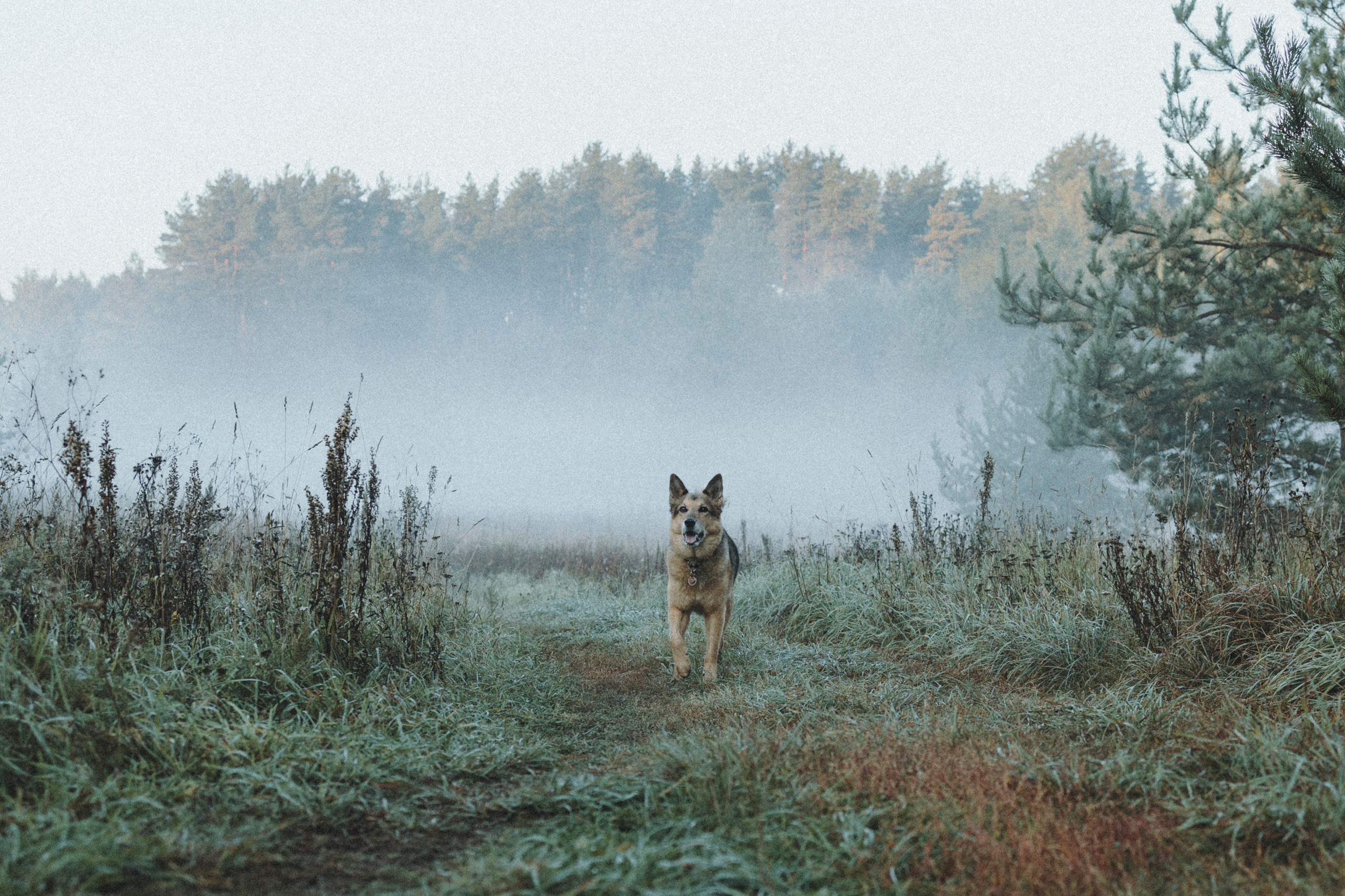 Света и Ричик. Фотограф-анималист Анна Маринич