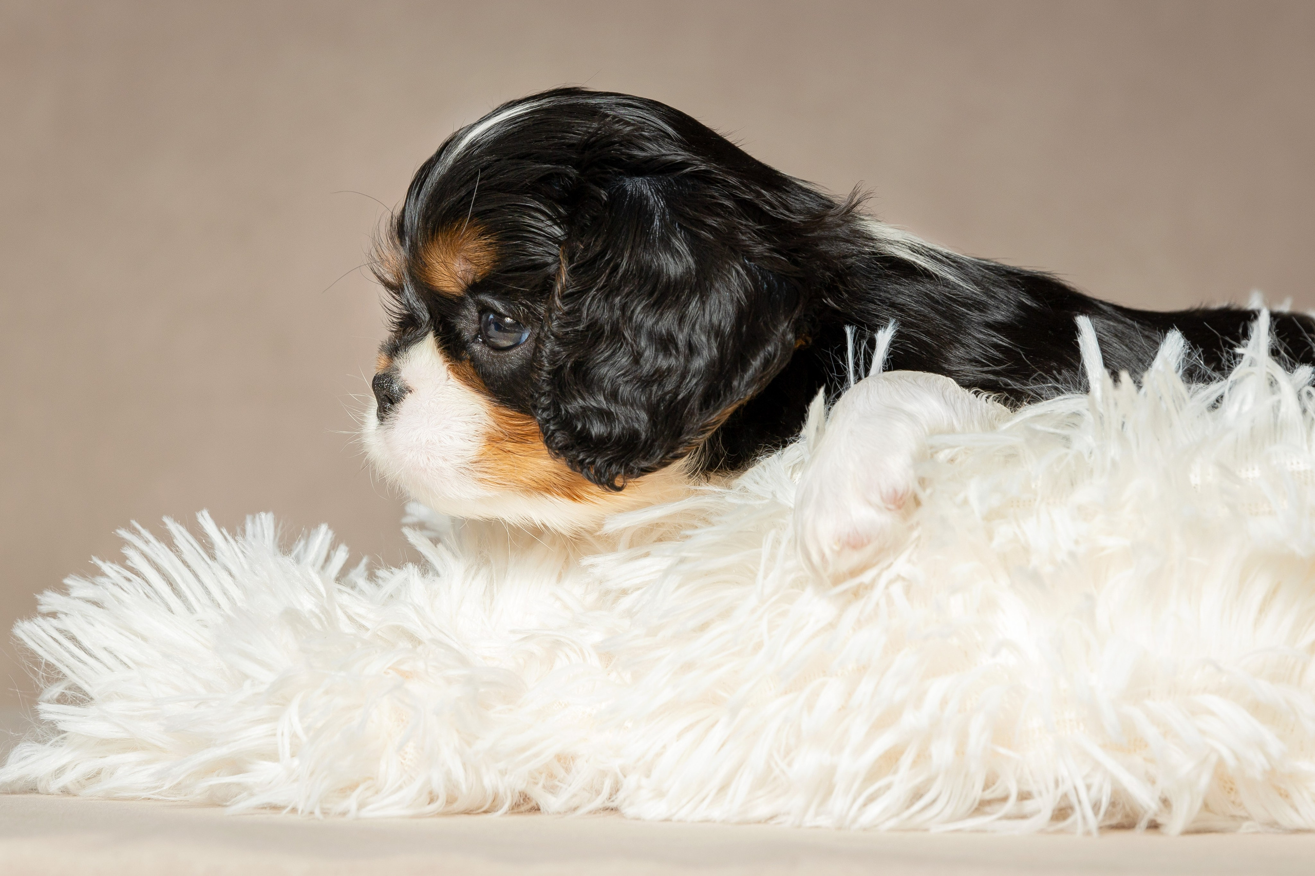 Кавалер Кинг Чарльз спаниель. Юлия Микульская. Рыбинск