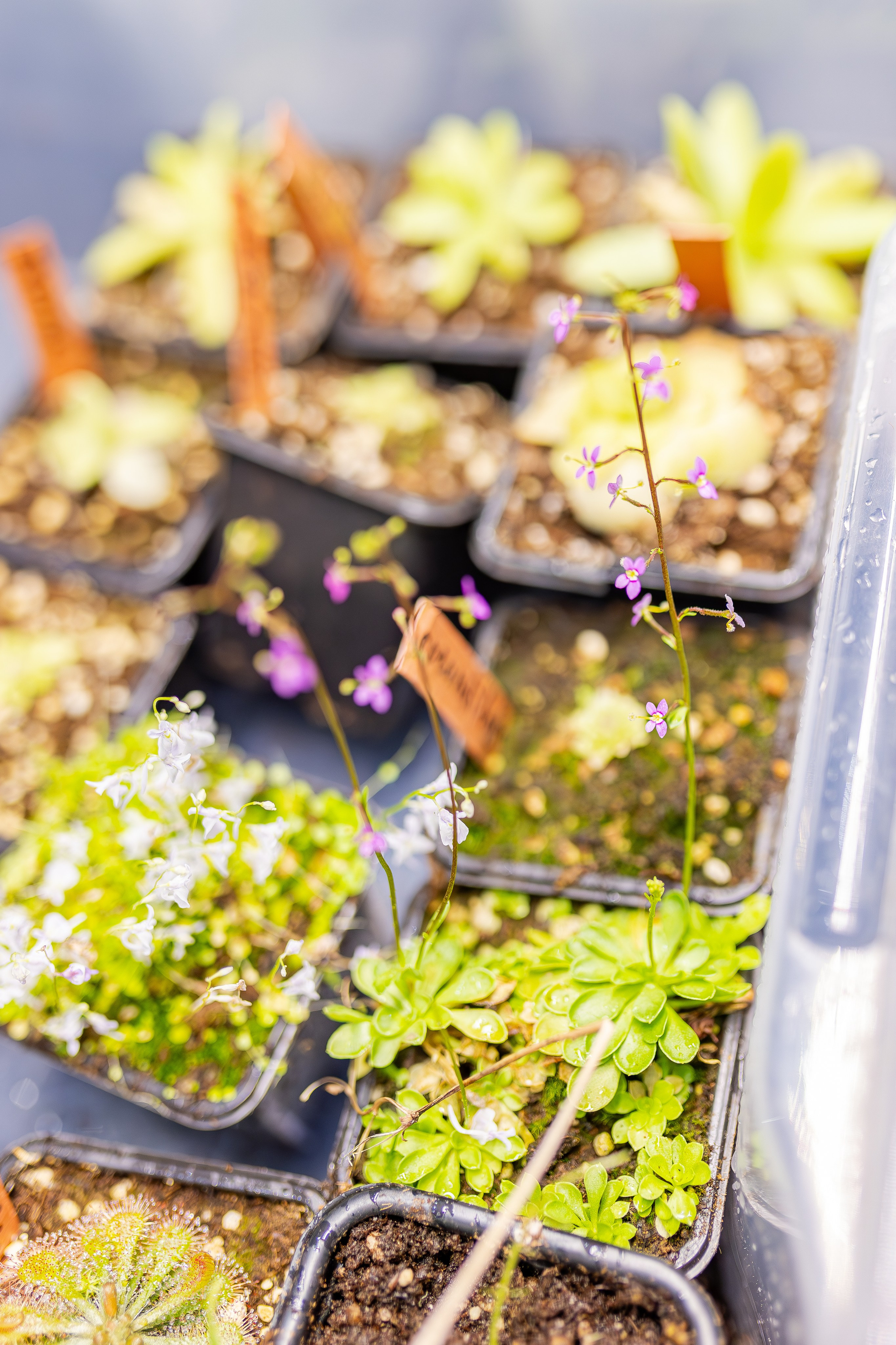 Монстериум апрель 2026. Александра Куликова фотограф, Москва