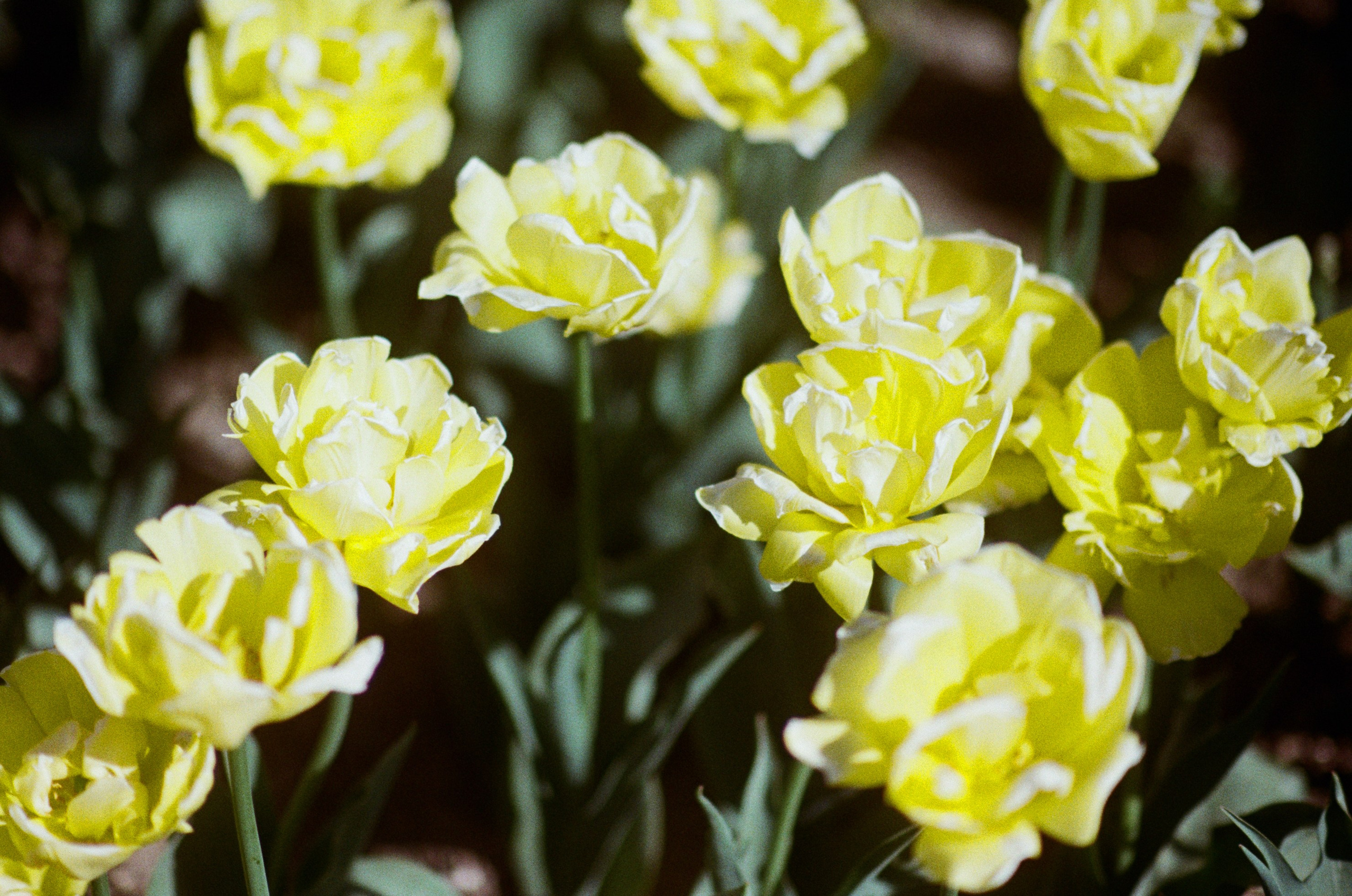 Sakura blues // ukraine, crimea V. EVER EXPOSED