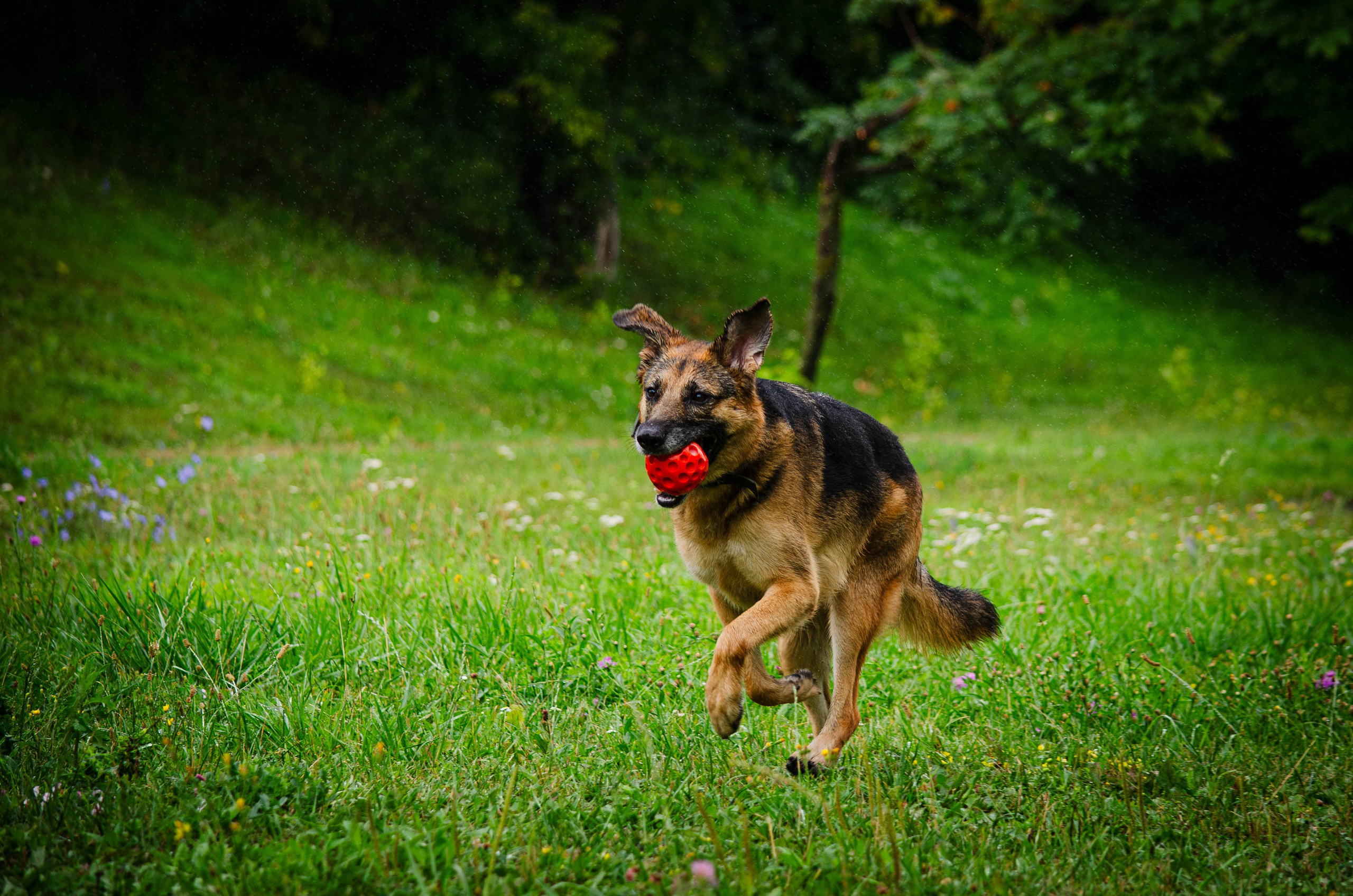 Арья и Оззи. Фотограф Светлана Блинова, Москва и Московская область
