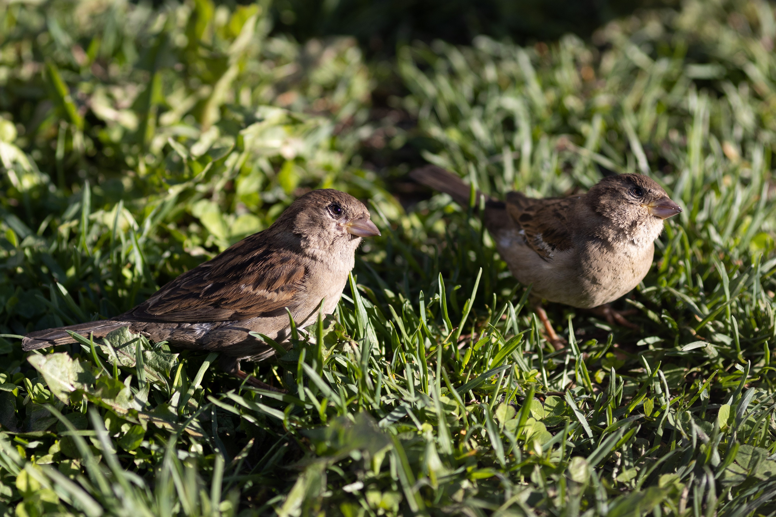 Природные пейзажи. Наталия Клевинскас портретный фотограф в Костроме