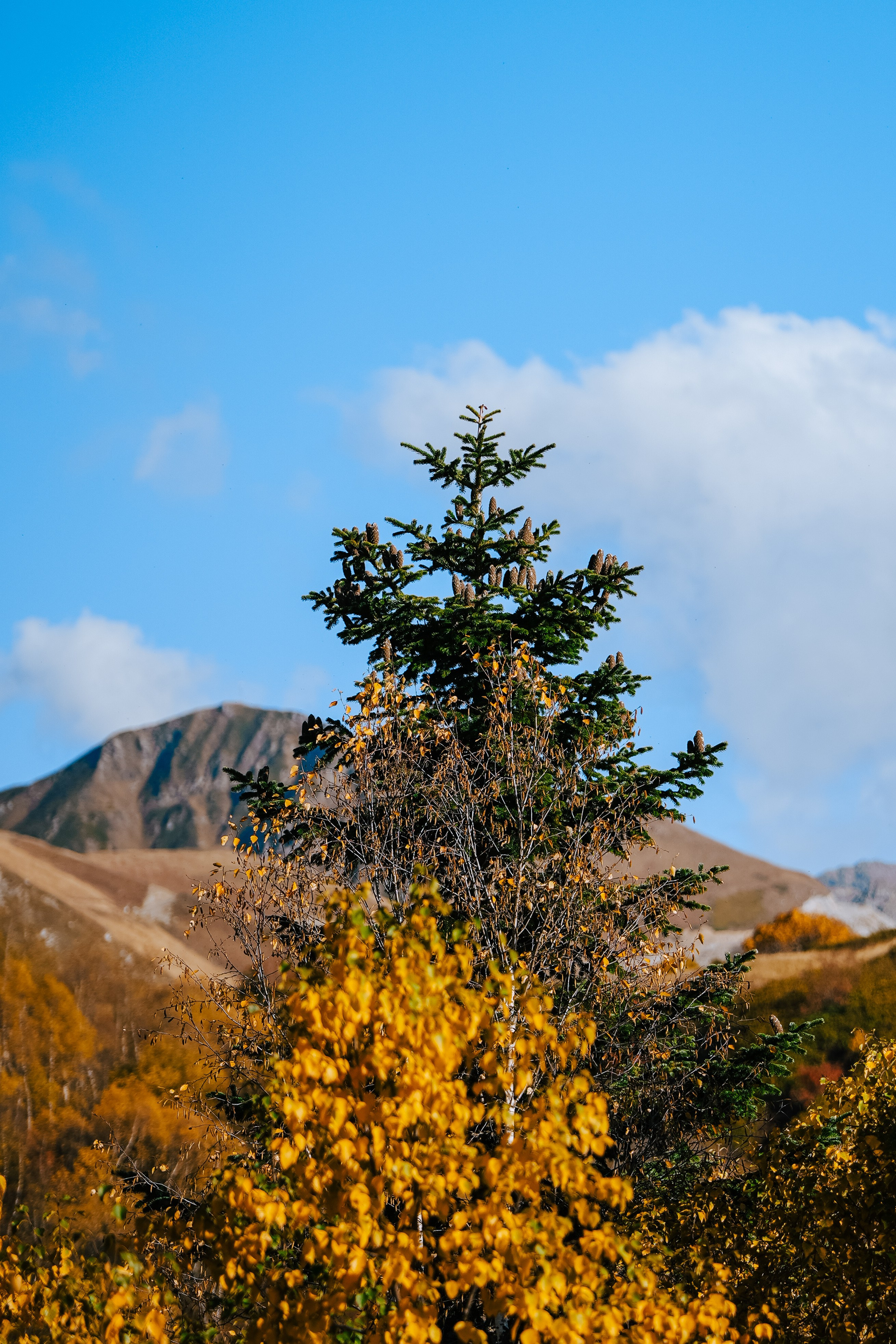 Роза Пик, тропа Турья ✽ Октябрь. Репортажный фотограф | Роза Хутор Красная Поляна Сочи Сириус
