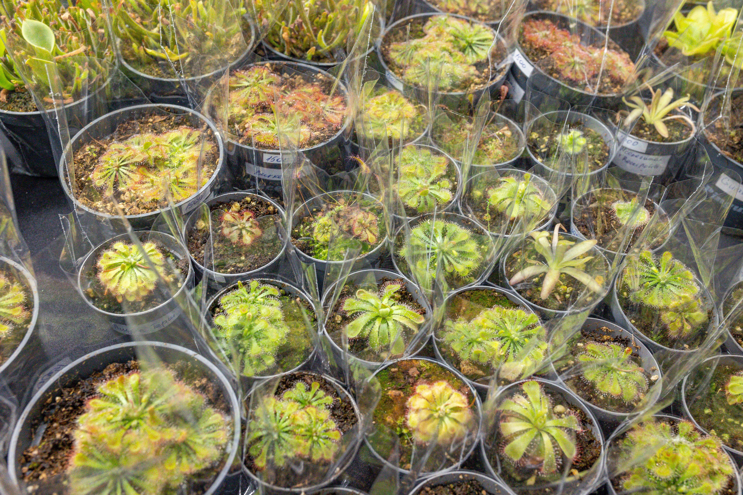 Орхидиум май 2025. Александра Куликова фотограф, Москва