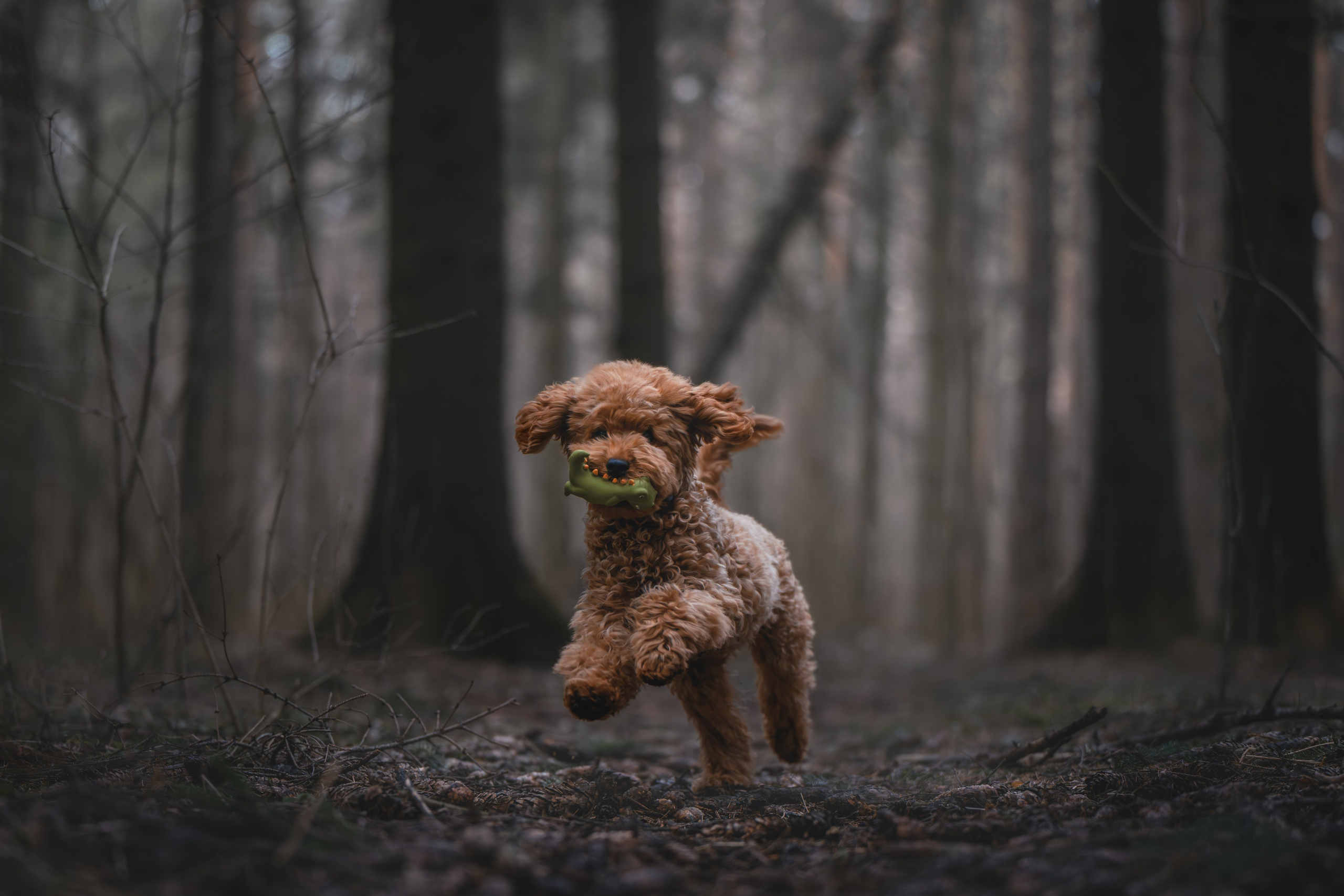 Пудель в лесу. Фотограф Анималист в Москве Анастасия Жучкова
