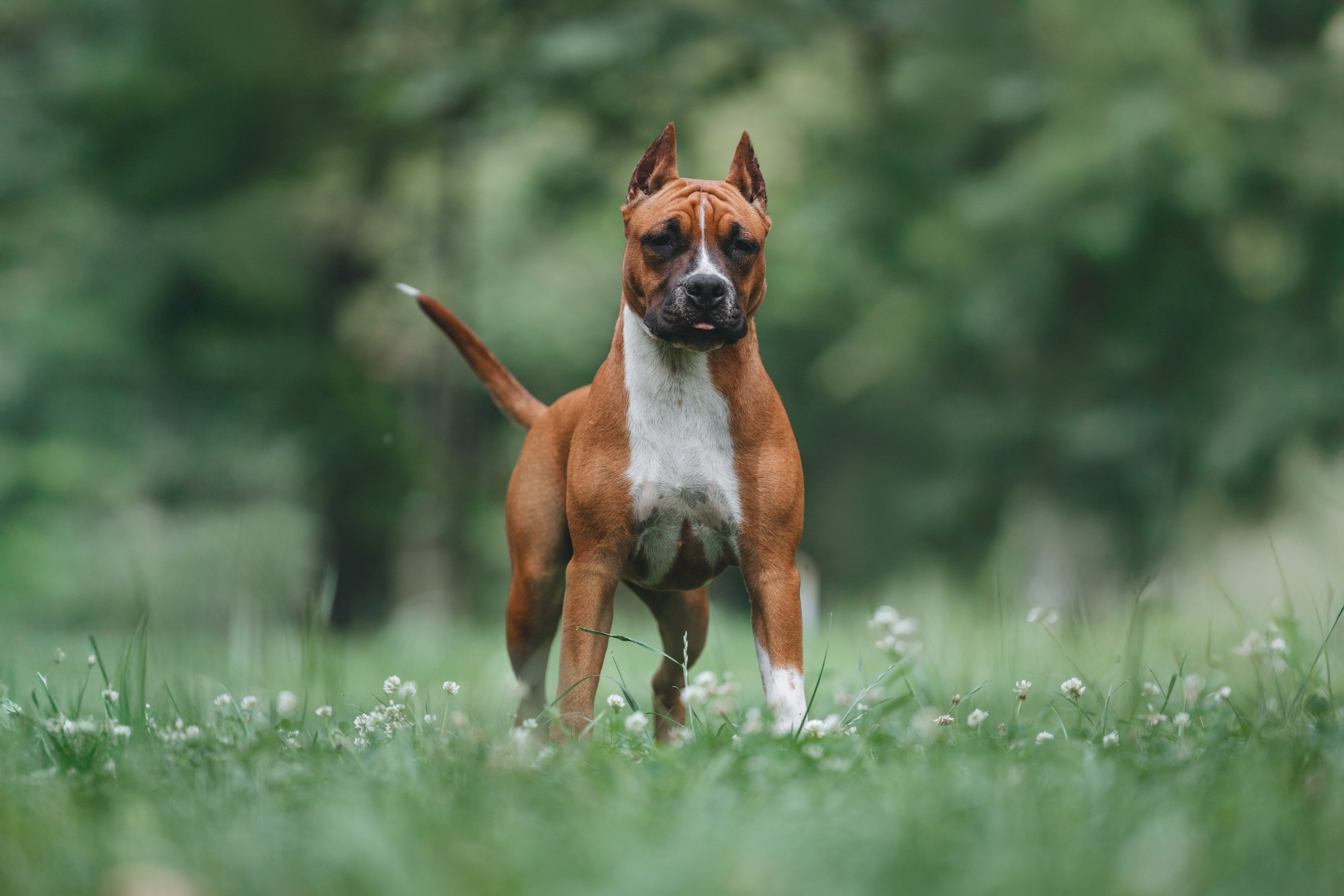 Американский стаффордширский терьер. Фотограф Анималист в Москве Анастасия Жучкова