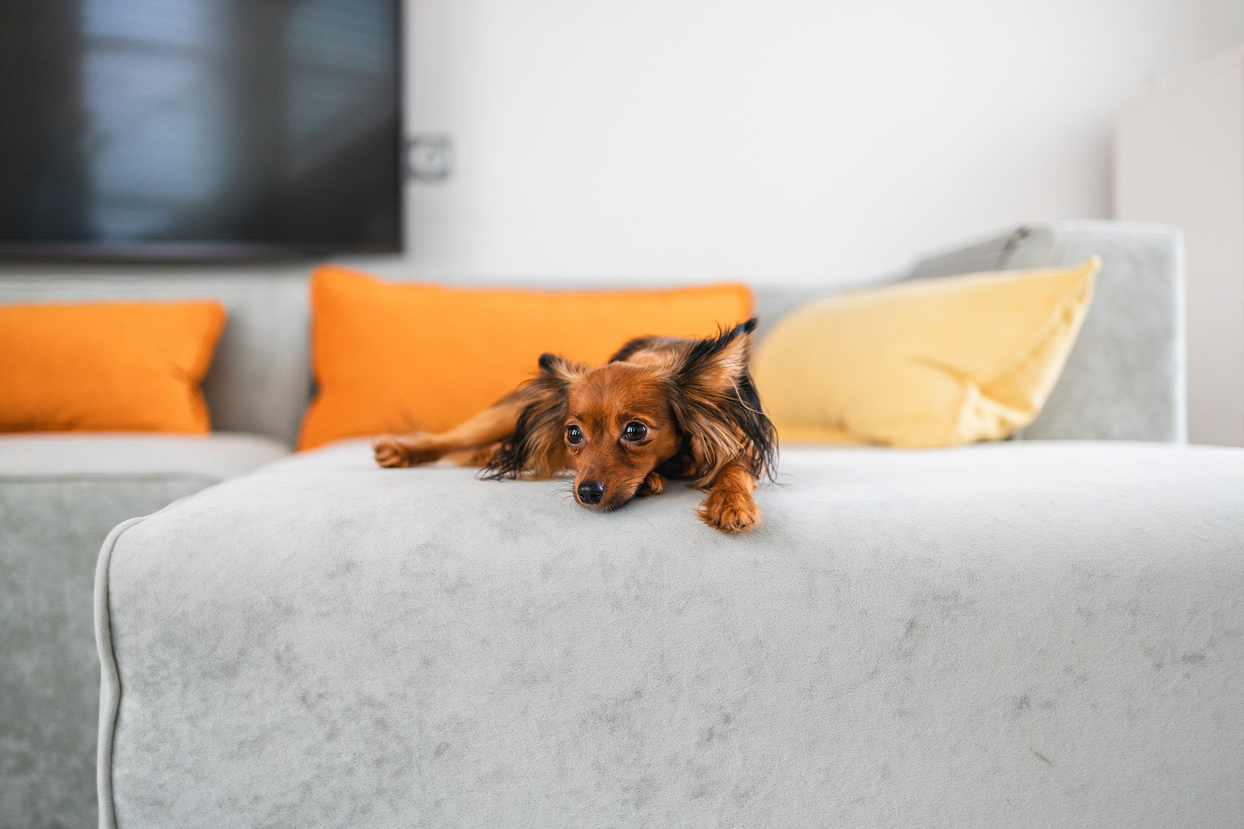 Малыши Той Терьер. Фотограф Анималист в Москве Анастасия Жучкова