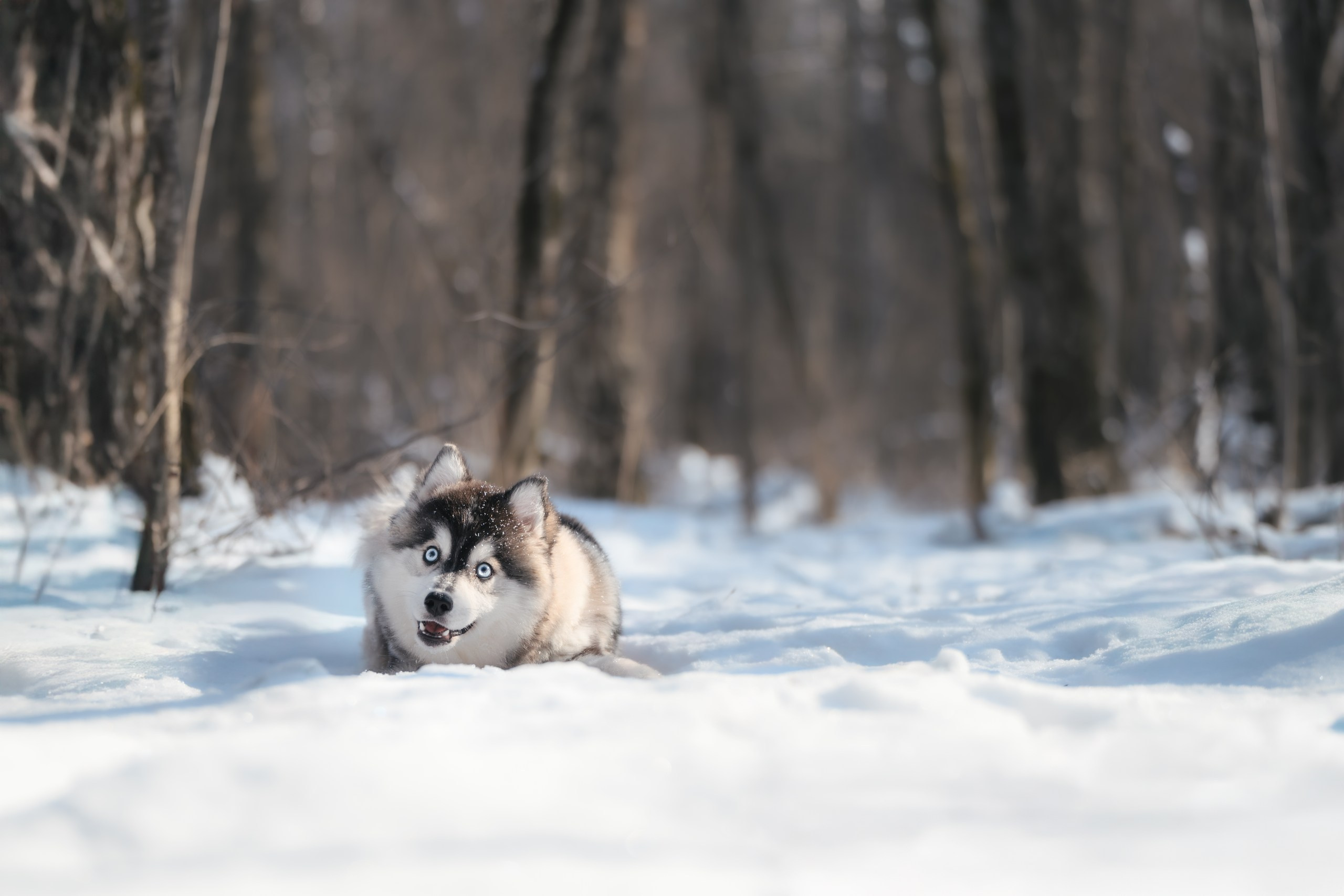 Виктория и 4 помски. Фотограф Анималист в Москве Анастасия Жучкова