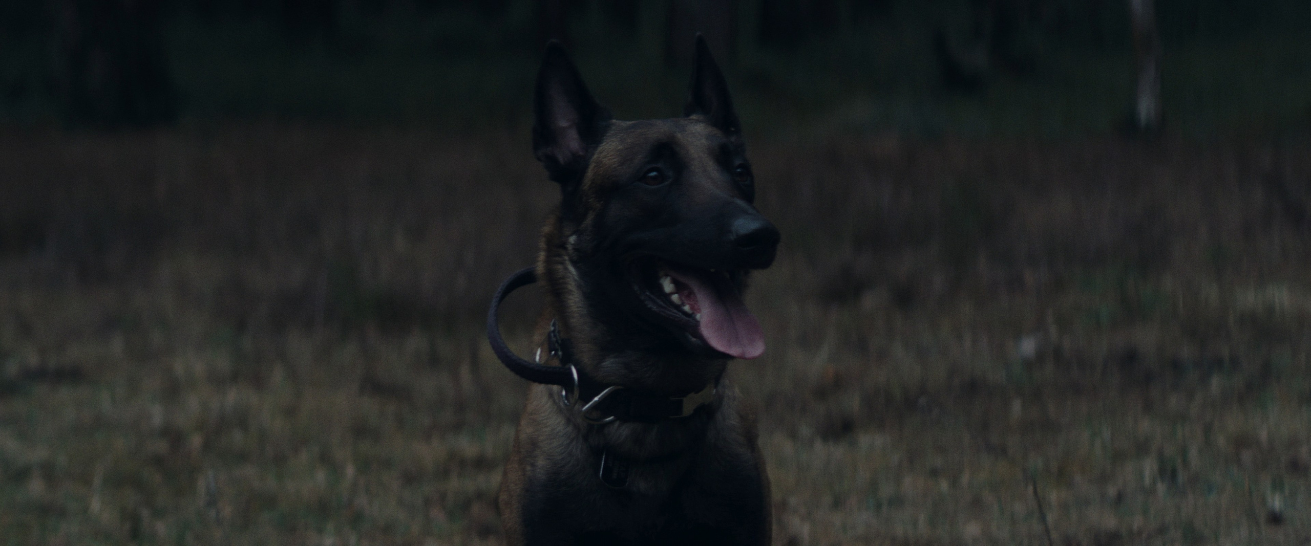 «ЗВЕРЬ» — short film. DANILA KOMKIN — Colorist