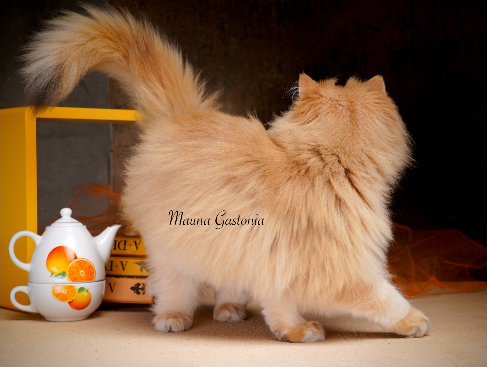 Germes. Mauna Gastonia