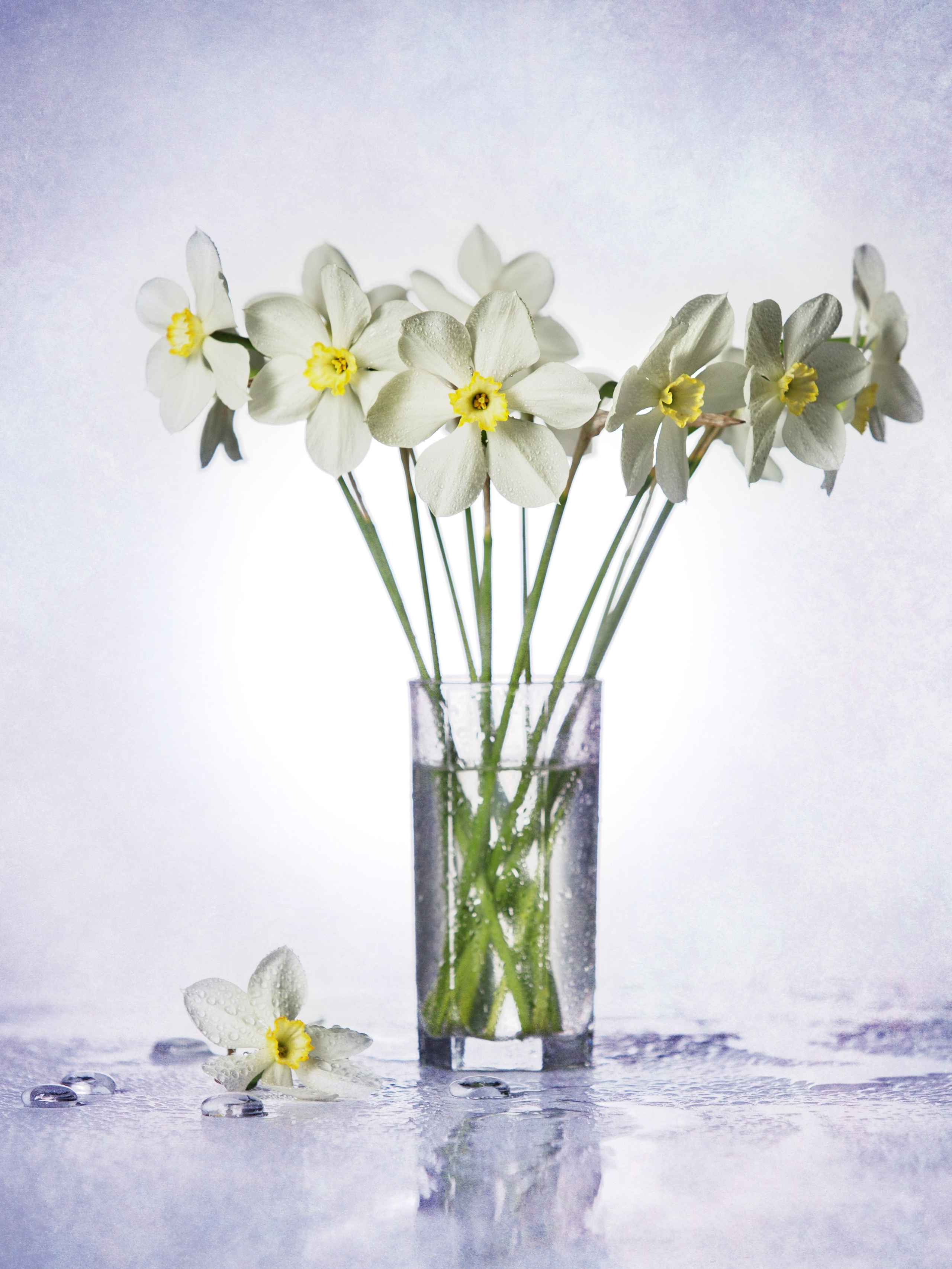 Цветы. Фотограф Мария Кольцова