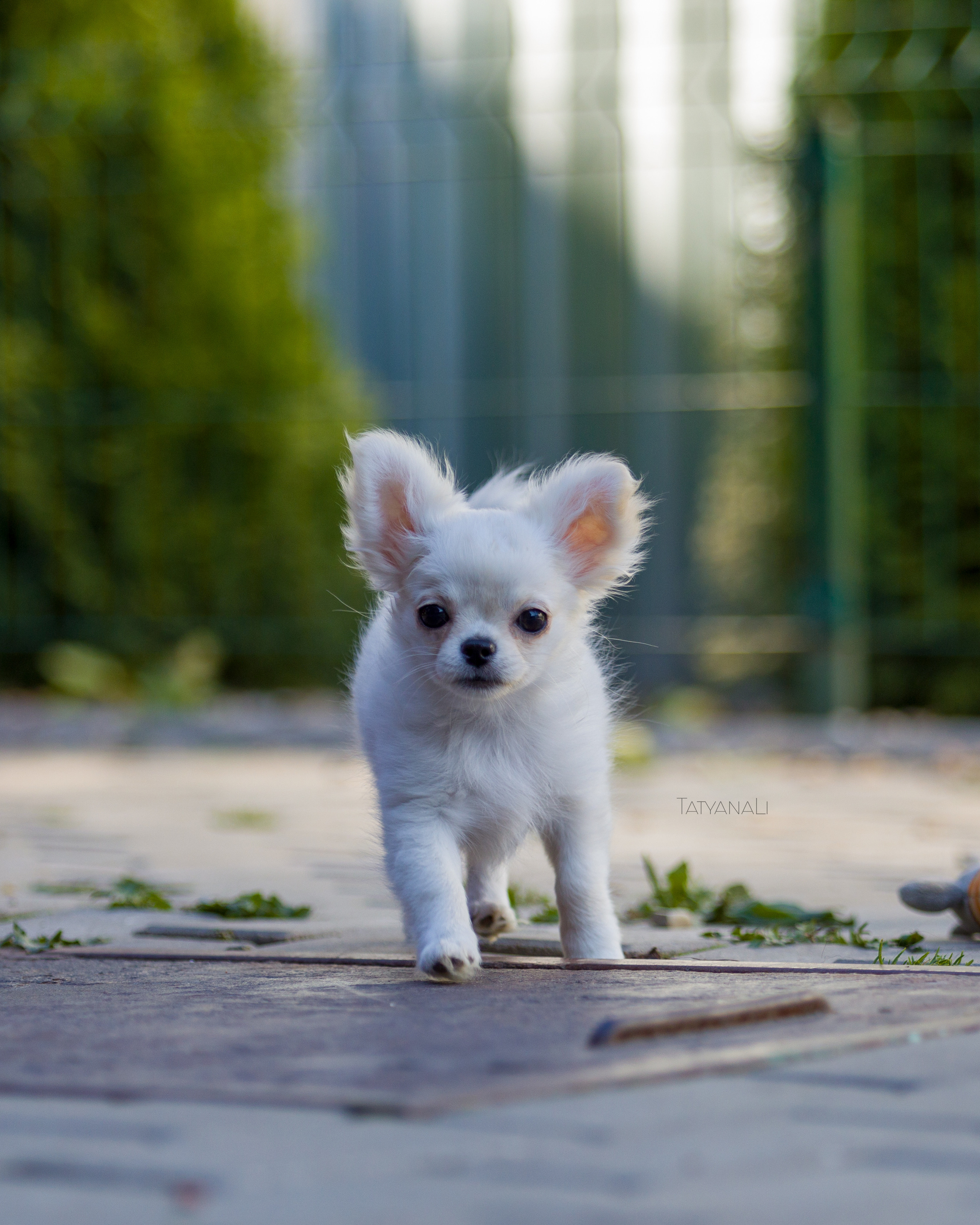 Ассорти. Фотограф — анималист Татьяна Ли