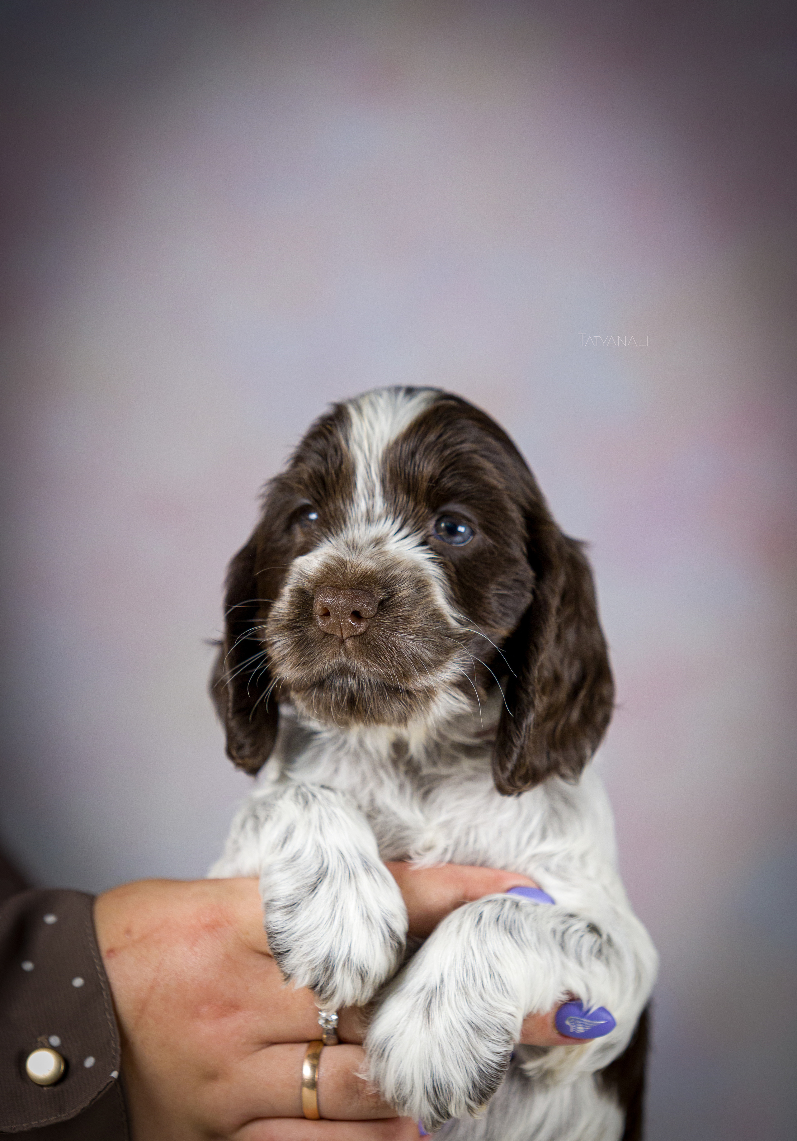 Английский кокер-спаниель. Фотограф — анималист Татьяна Ли