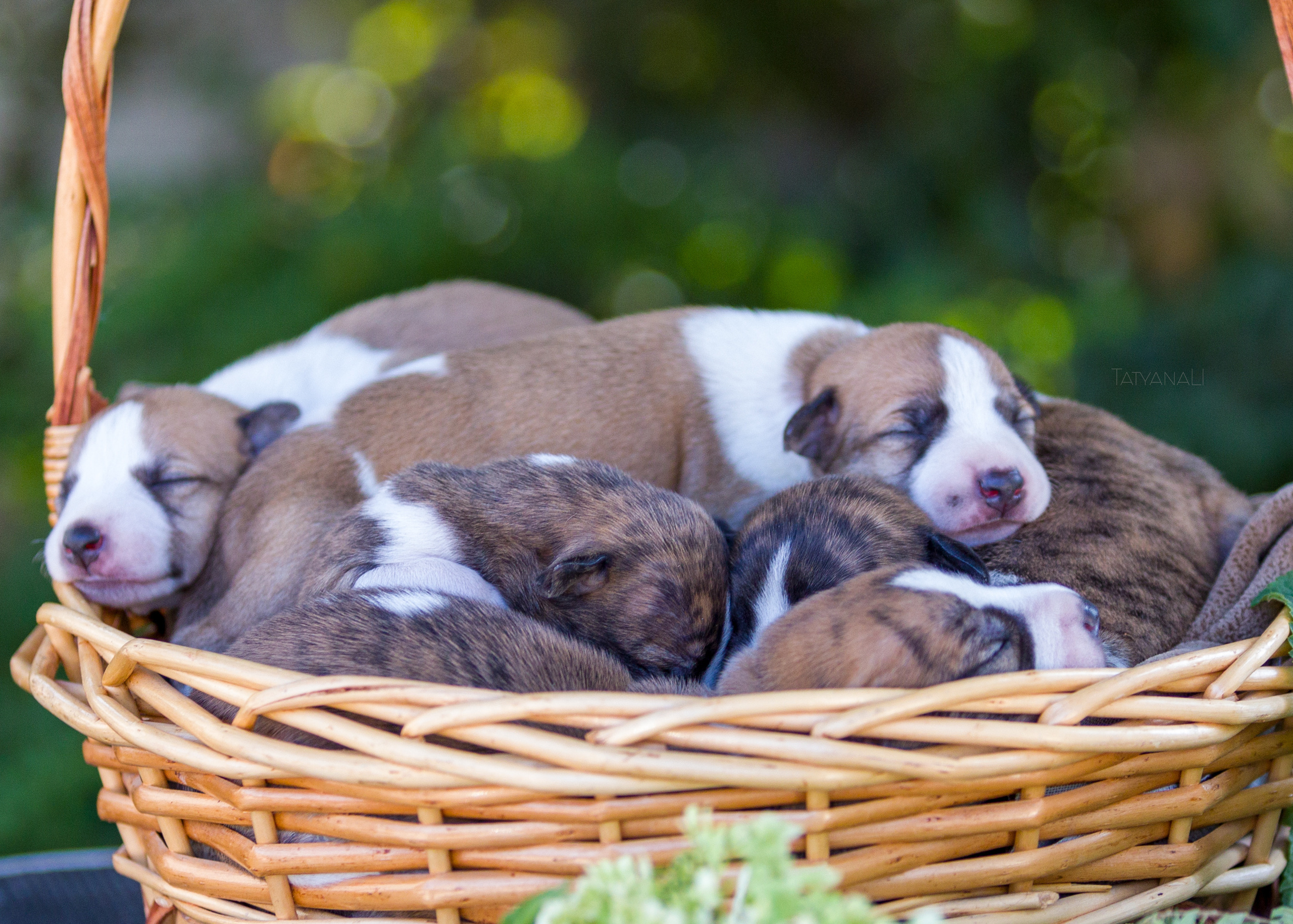 Уиппет. Фотограф — анималист Татьяна Ли