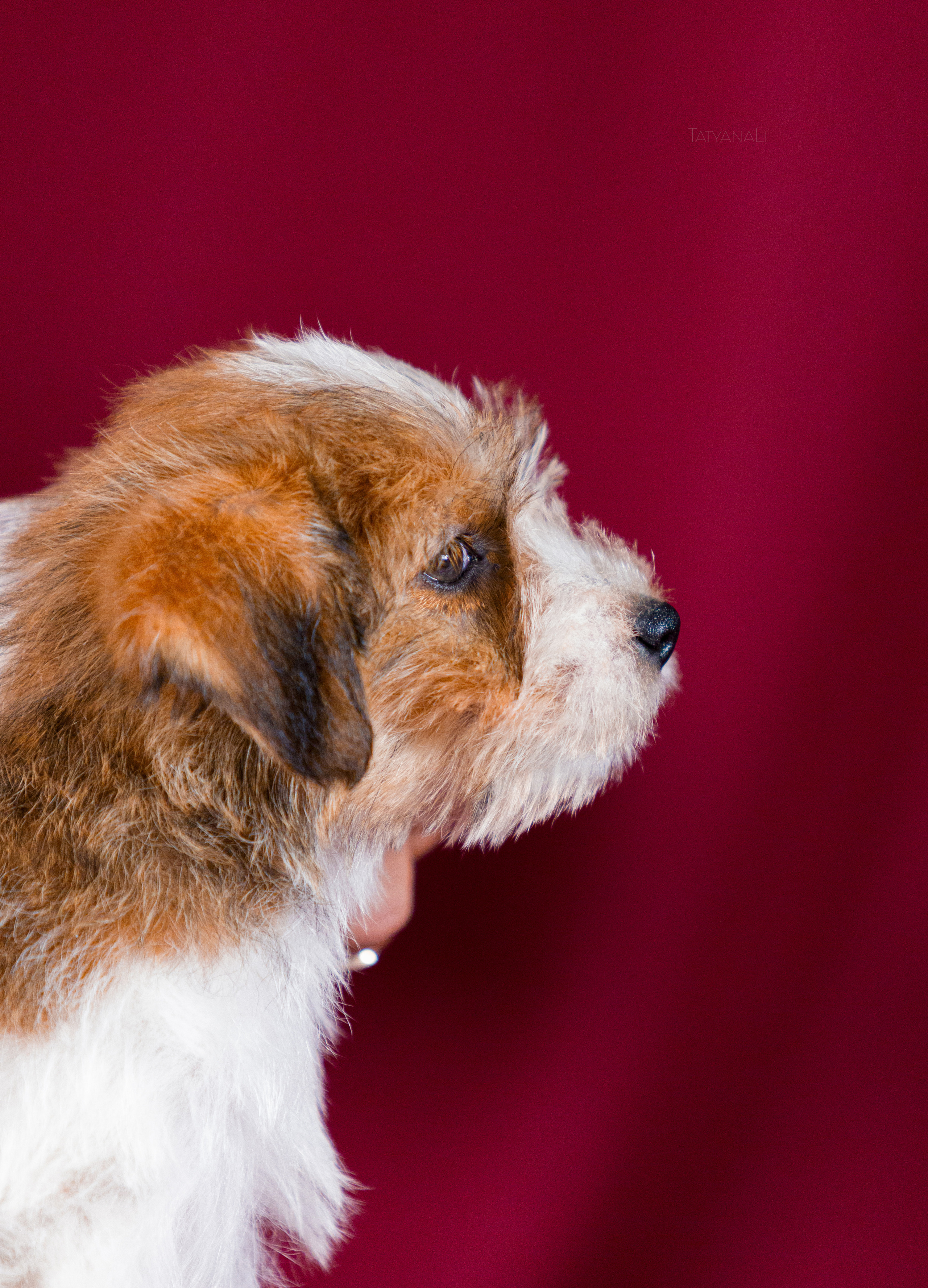 Джек-рассел-терьер. Фотограф — анималист Татьяна Ли