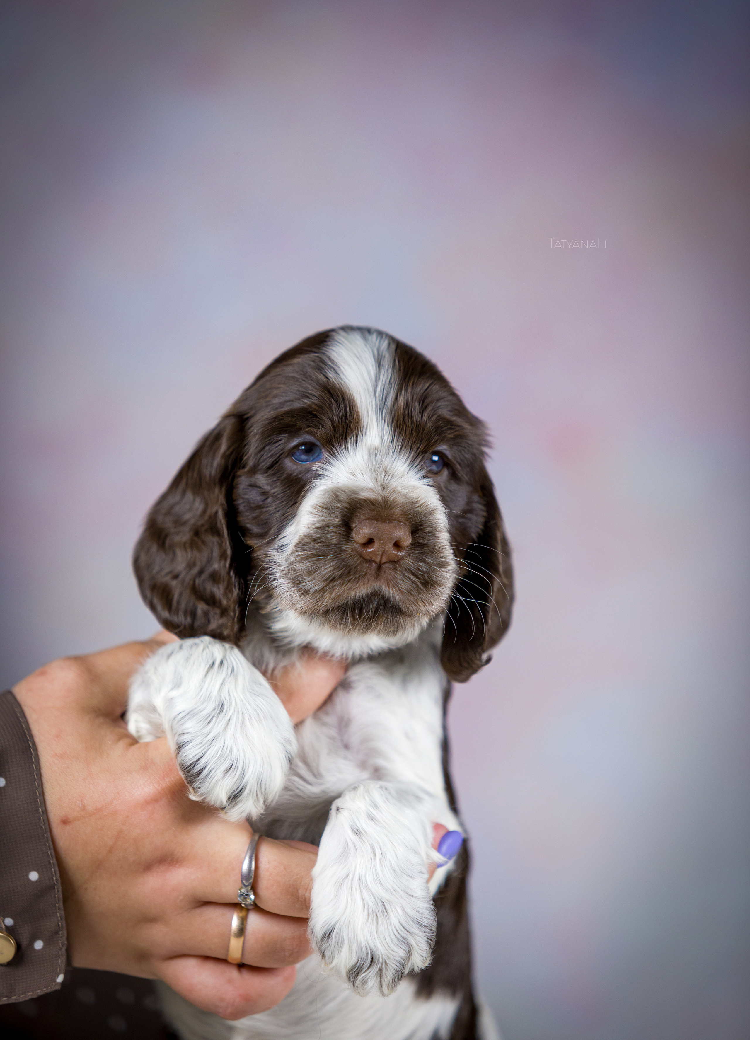 Английский кокер-спаниель. Фотограф — анималист Татьяна Ли