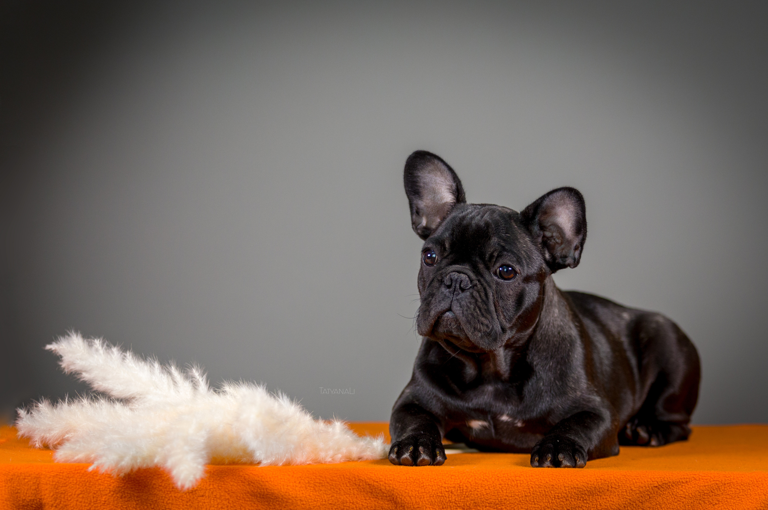 Французкий бульдог. Фотограф — анималист Татьяна Ли